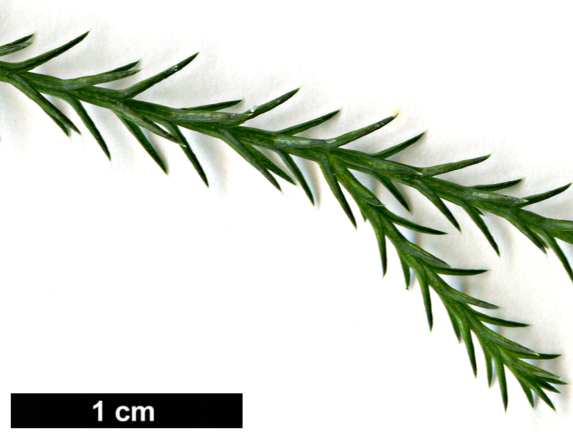 High resolution image: Family: Cupressaceae - Genus: Callitris - Taxon: columellaris