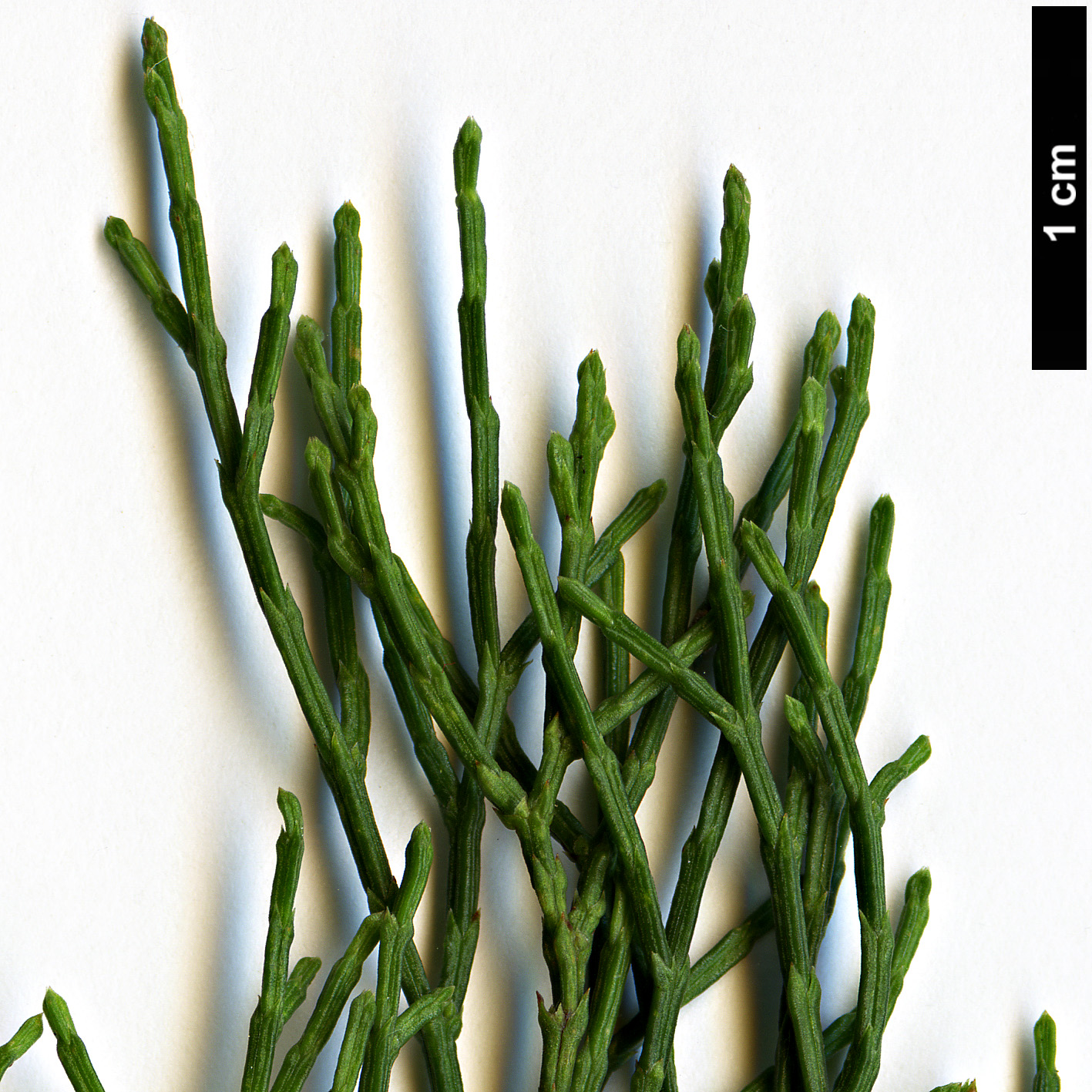 High resolution image: Family: Cupressaceae - Genus: Callitris - Taxon: rhomboidea