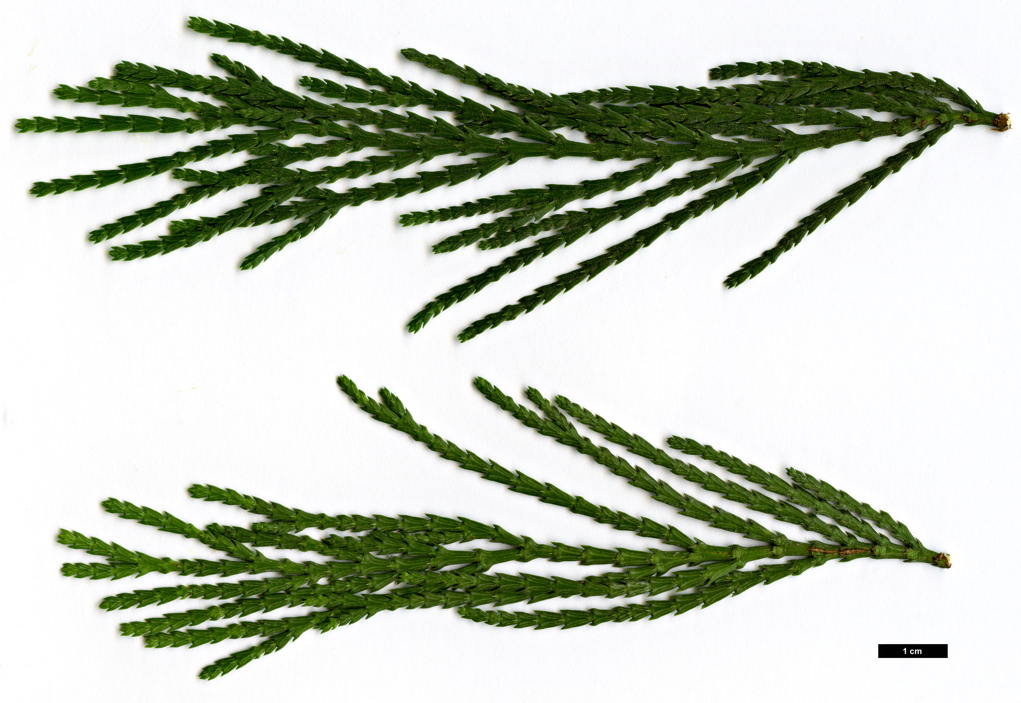 High resolution image: Family: Cupressaceae - Genus: Calocedrus - Taxon: decurrens