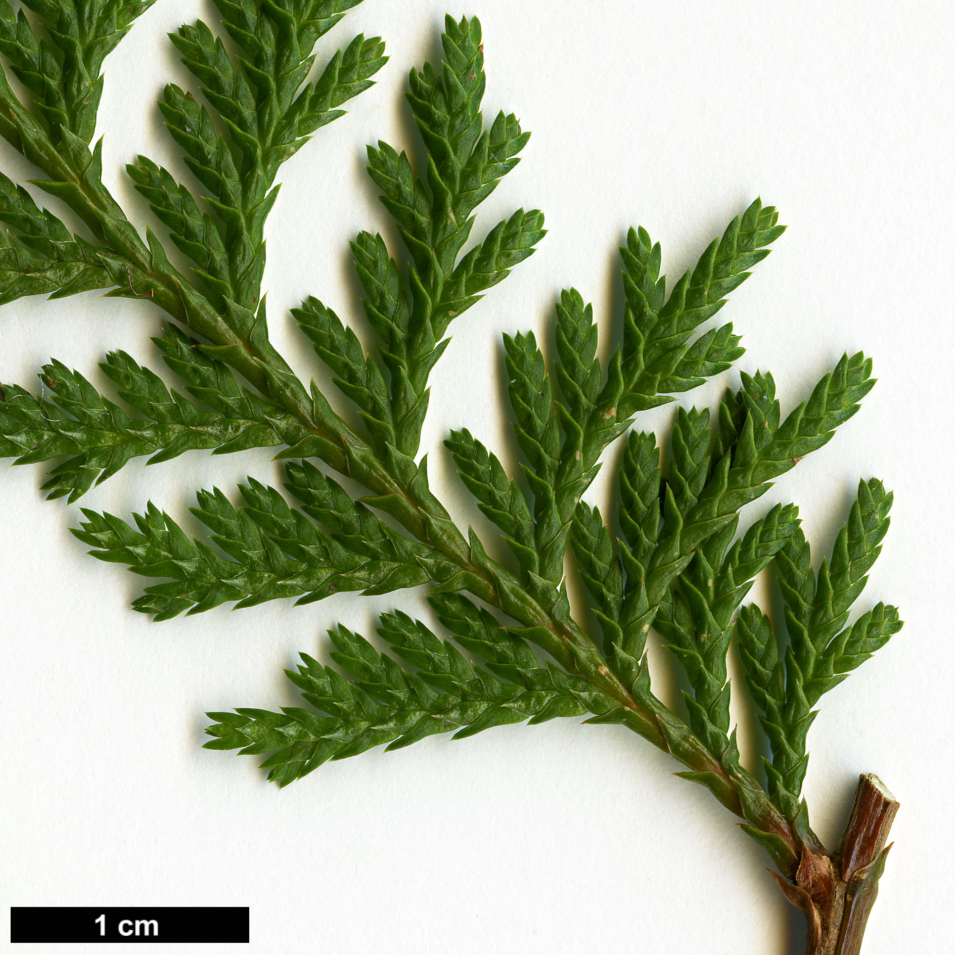 High resolution image: Family: Cupressaceae - Genus: Chamaecyparis - Taxon: formosensis