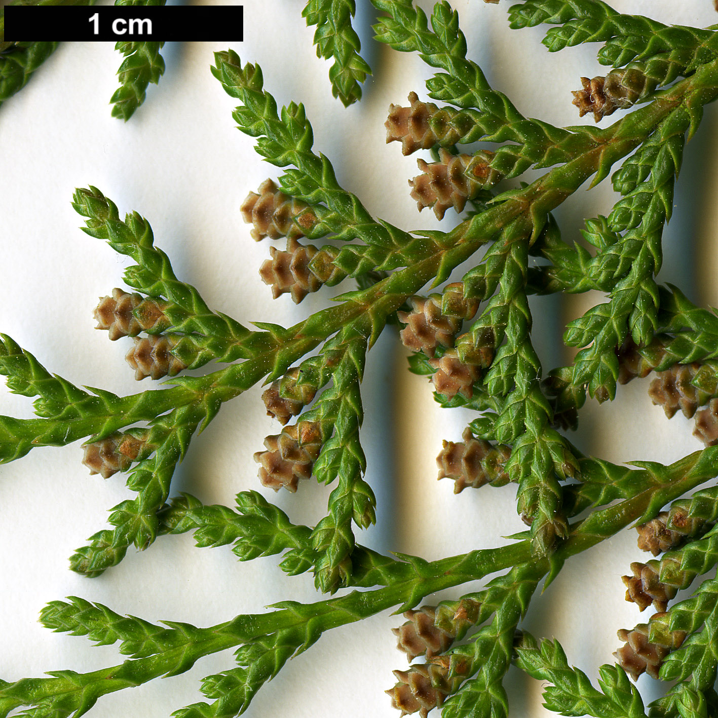 High resolution image: Family: Cupressaceae - Genus: Chamaecyparis - Taxon: formosensis