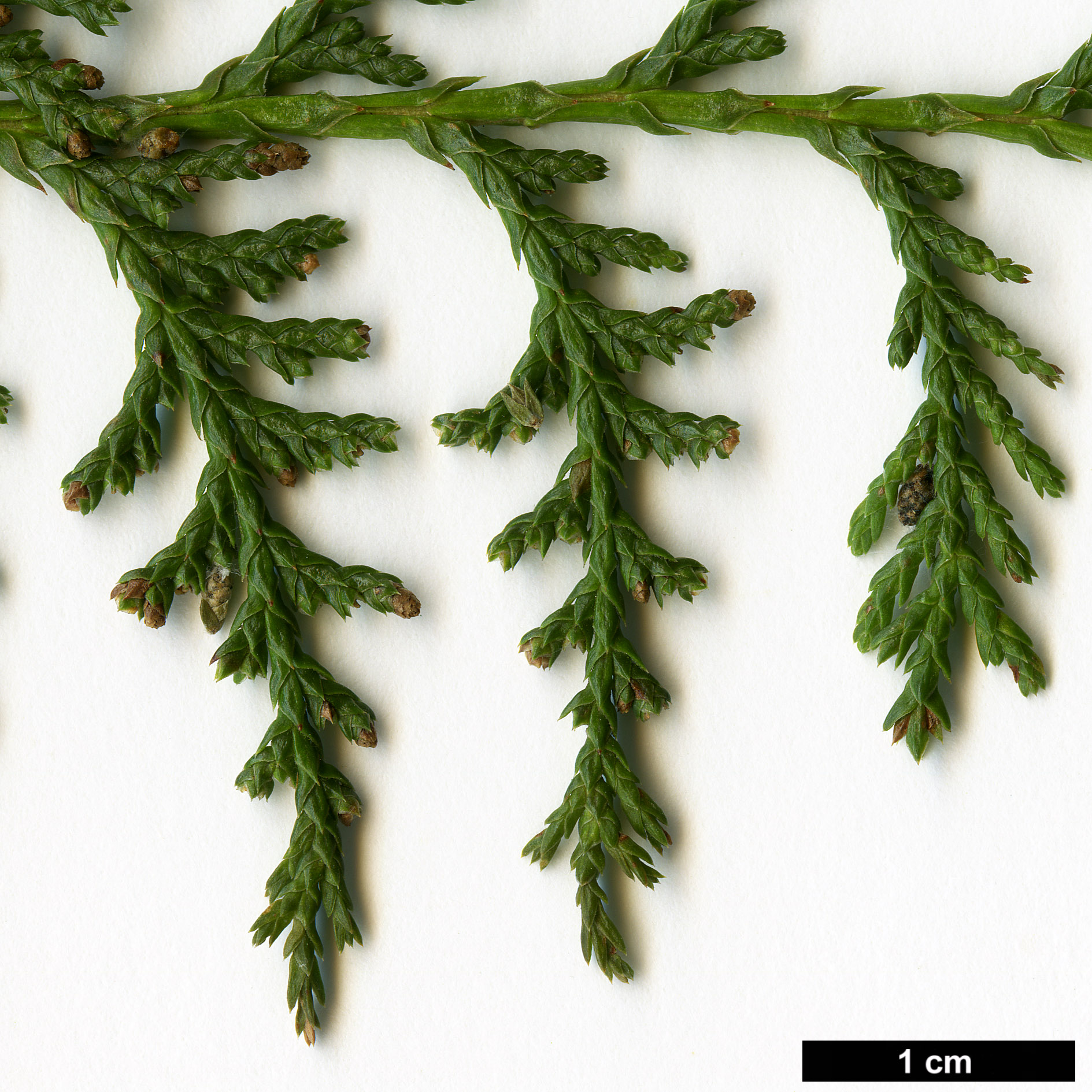 High resolution image: Family: Cupressaceae - Genus: Chamaecyparis - Taxon: formosensis