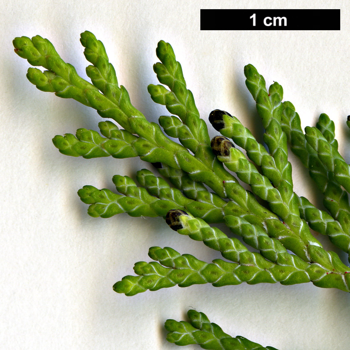 High resolution image: Family: Cupressaceae - Genus: Chamaecyparis - Taxon: lawsoniana