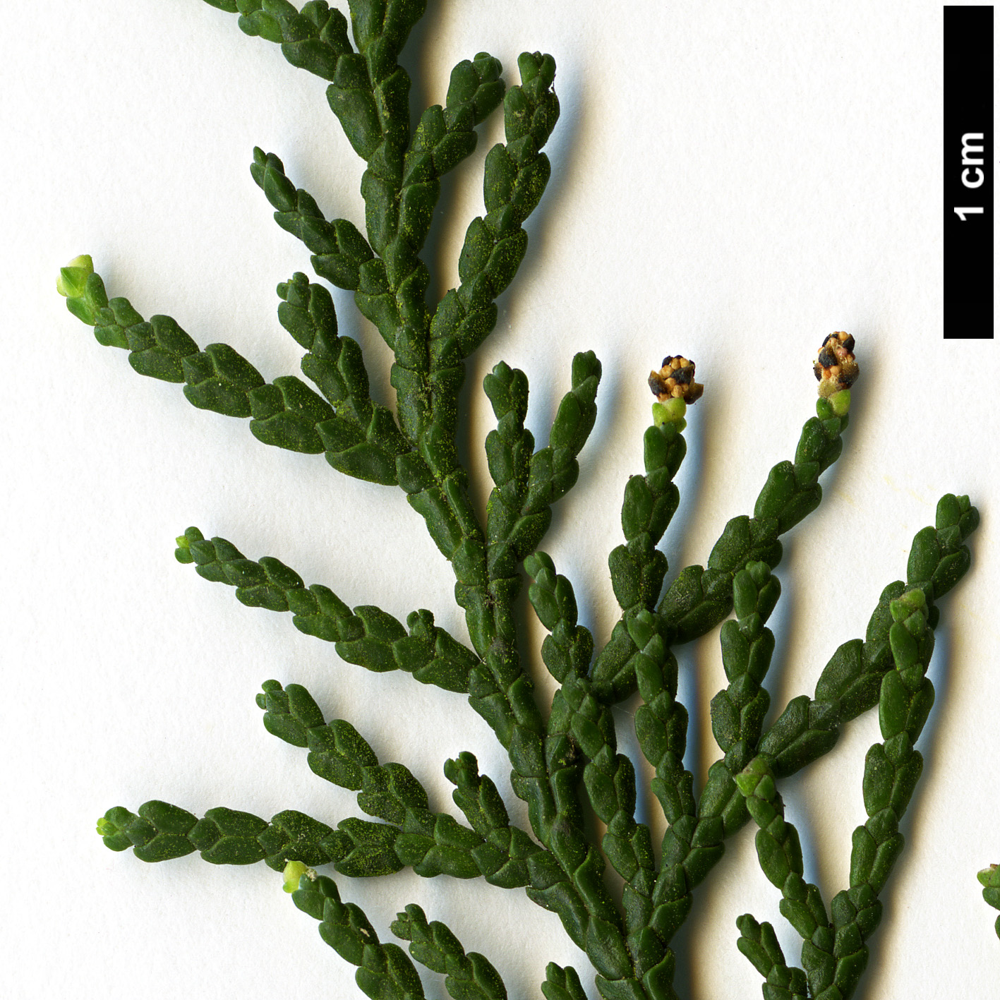 High resolution image: Family: Cupressaceae - Genus: Chamaecyparis - Taxon: obtusa