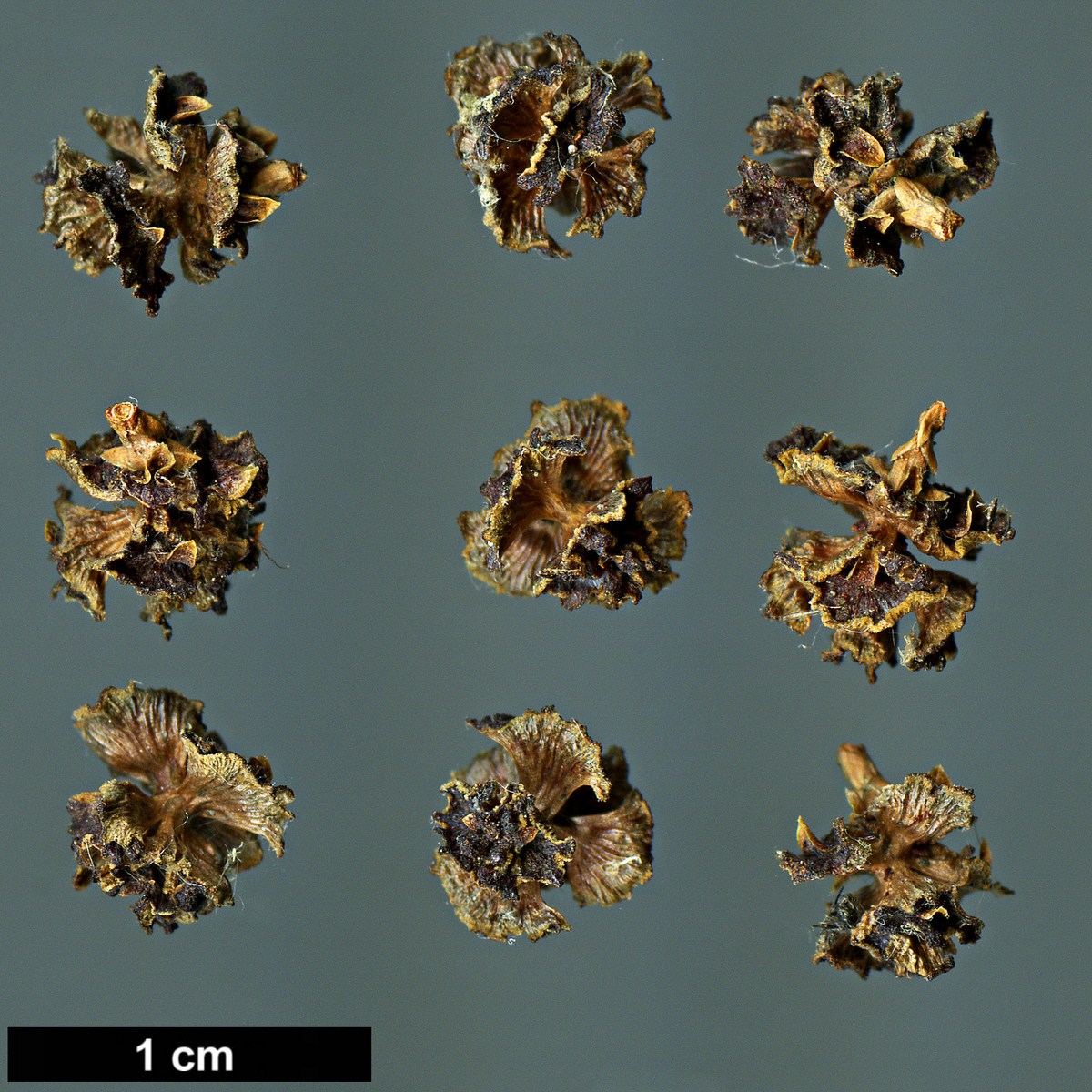 High resolution image: Family: Cupressaceae - Genus: Chamaecyparis - Taxon: thyoides