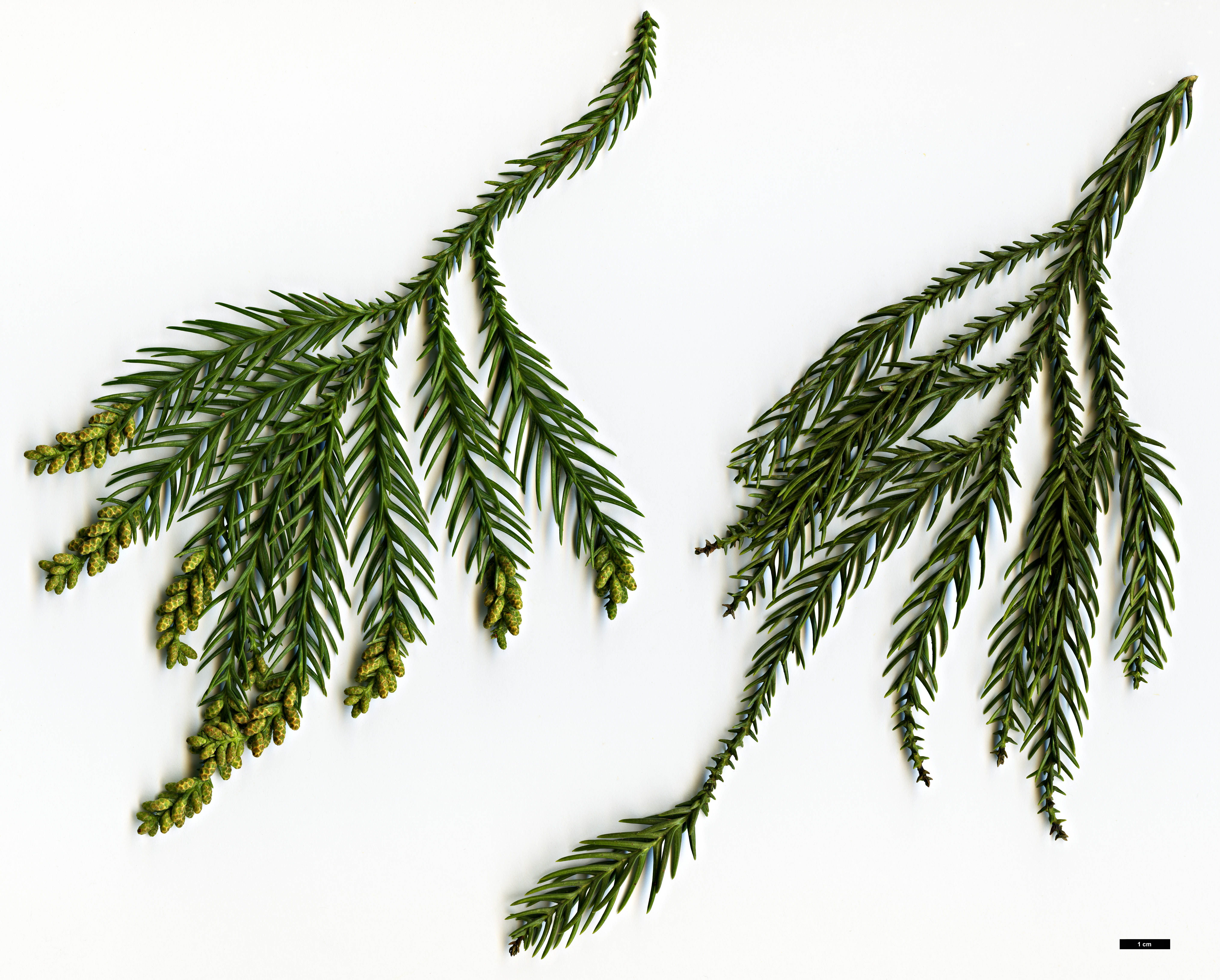 High resolution image: Family: Cupressaceae - Genus: Cryptomeria - Taxon: japonica