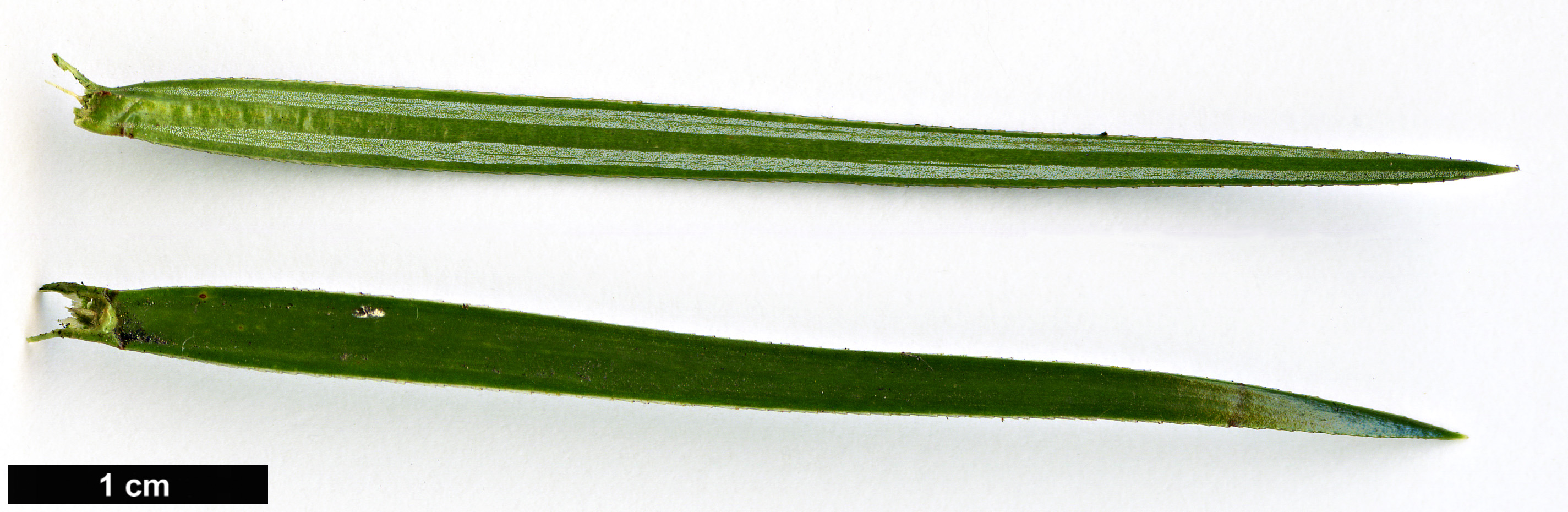 High resolution image: Family: Cupressaceae - Genus: Cunninghamia - Taxon: konishii