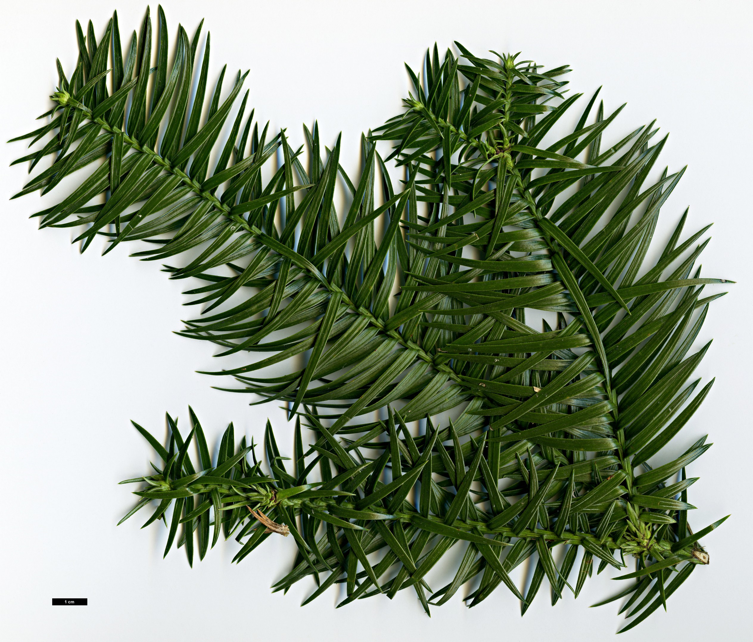 High resolution image: Family: Cupressaceae - Genus: Cunninghamia - Taxon: konishii