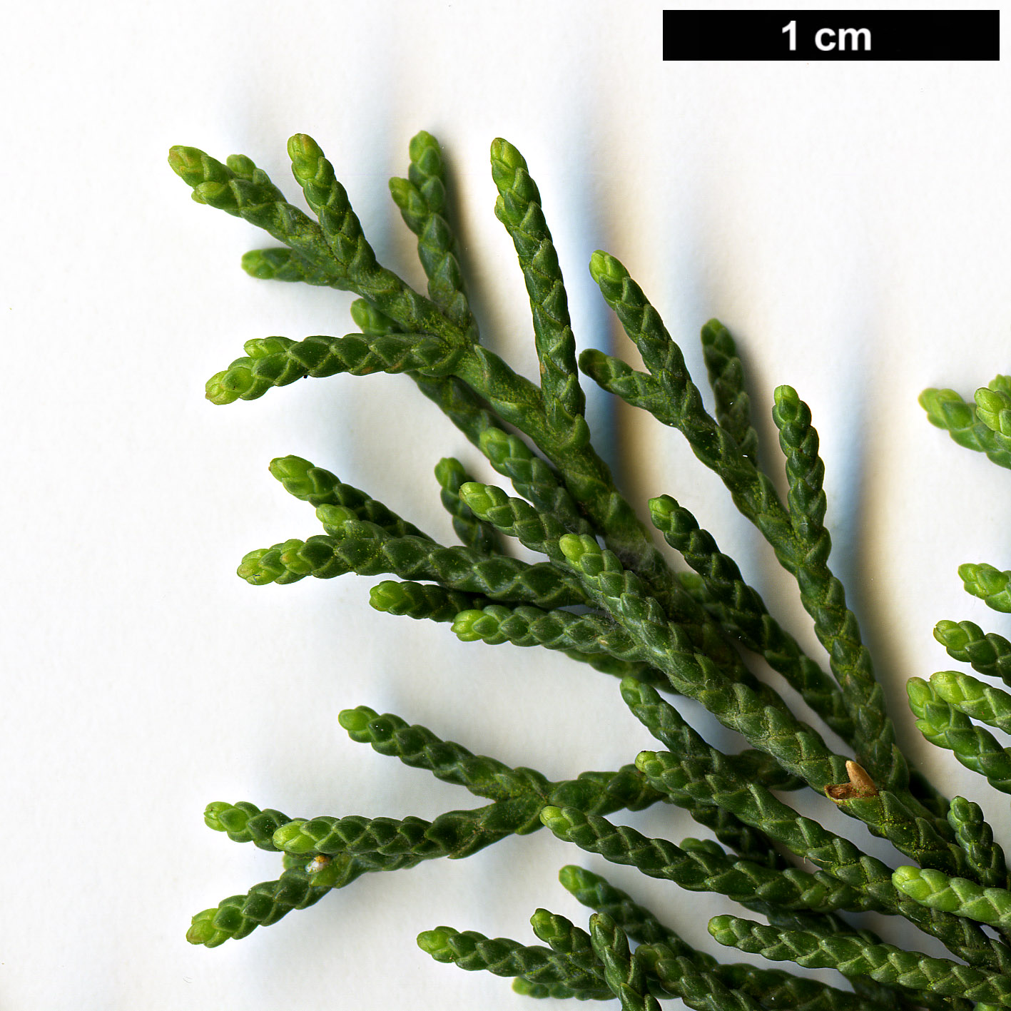 High resolution image: Family: Cupressaceae - Genus: Cupressus - Taxon: bakeri