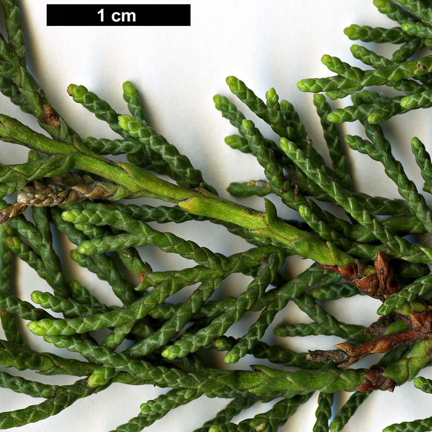 High resolution image: Family: Cupressaceae - Genus: Cupressus - Taxon: bakeri