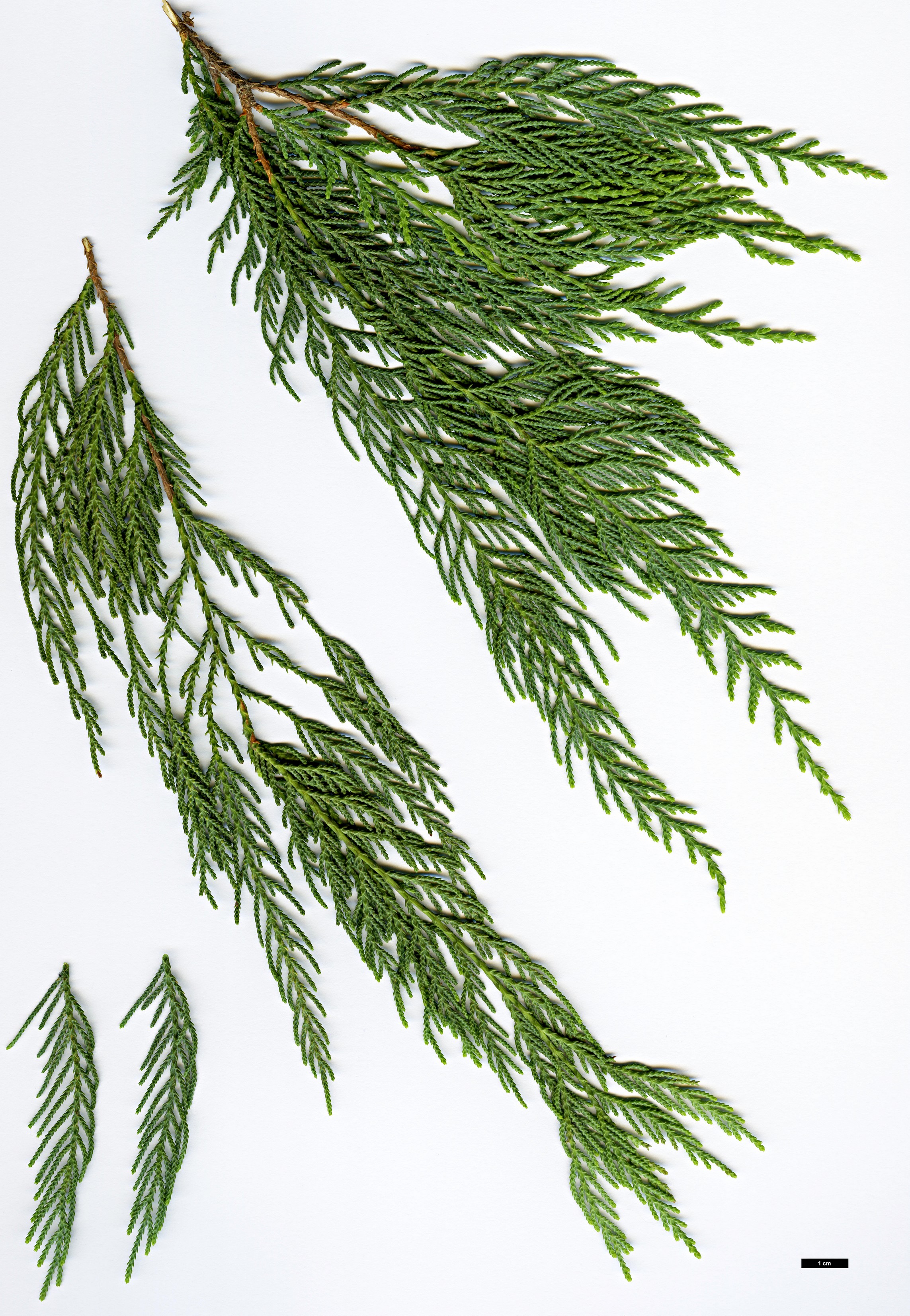 High resolution image: Family: Cupressaceae - Genus: Cupressus - Taxon: cashmeriana