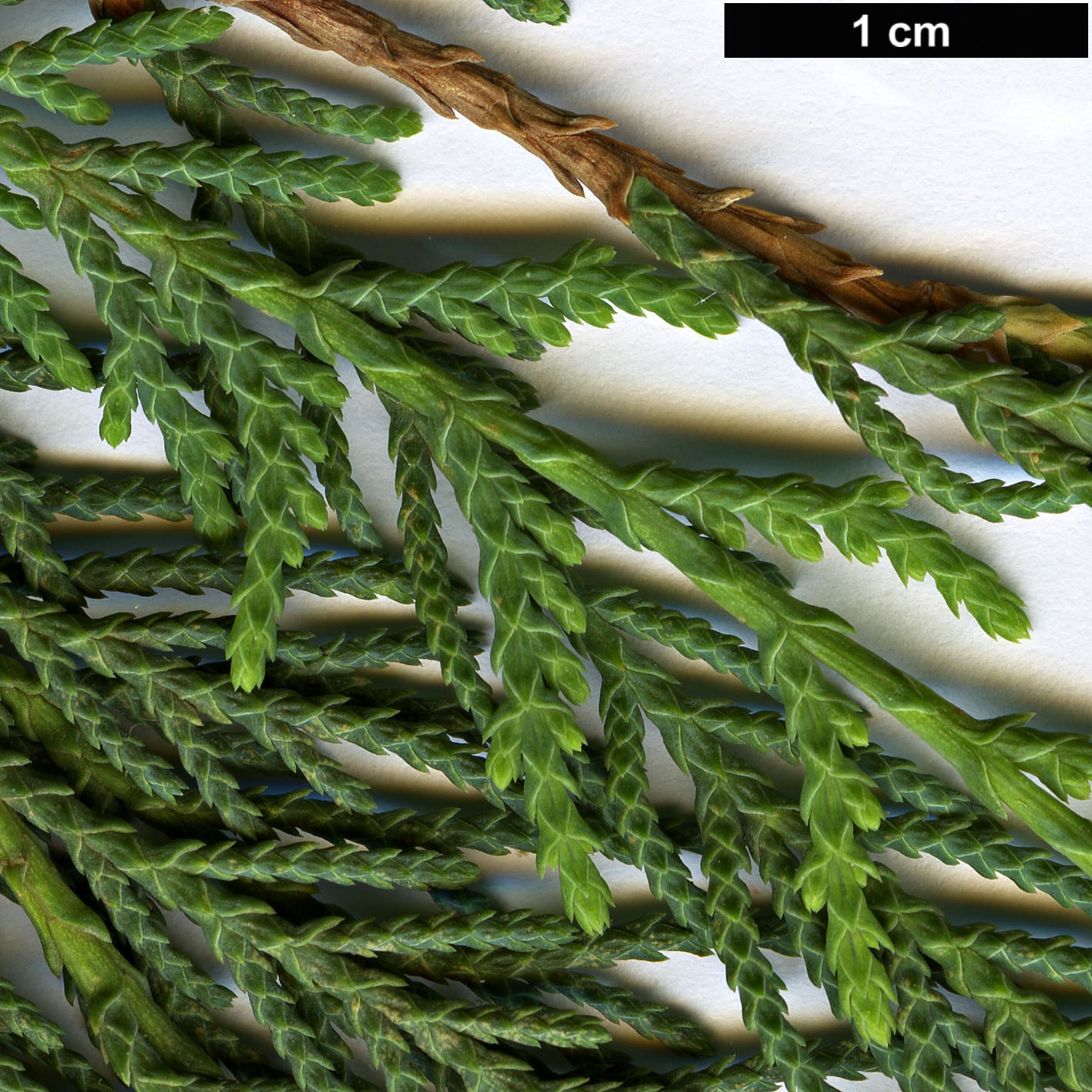 High resolution image: Family: Cupressaceae - Genus: Cupressus - Taxon: cashmeriana