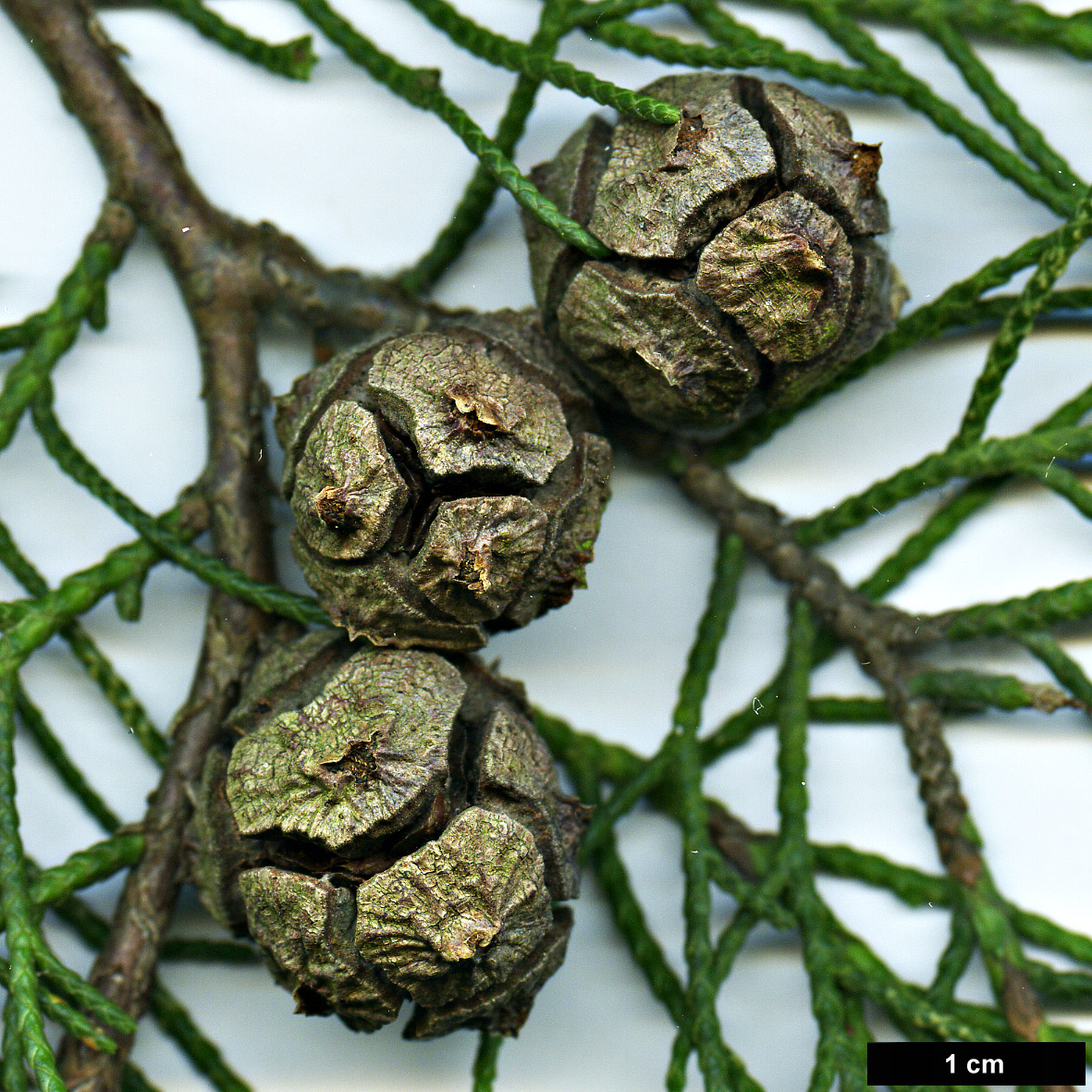 High resolution image: Family: Cupressaceae - Genus: Cupressus - Taxon: darjeelingensis