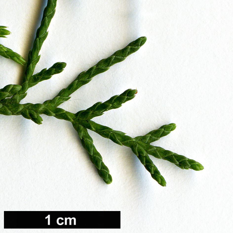 High resolution image: Family: Cupressaceae - Genus: Cupressus - Taxon: forbesii