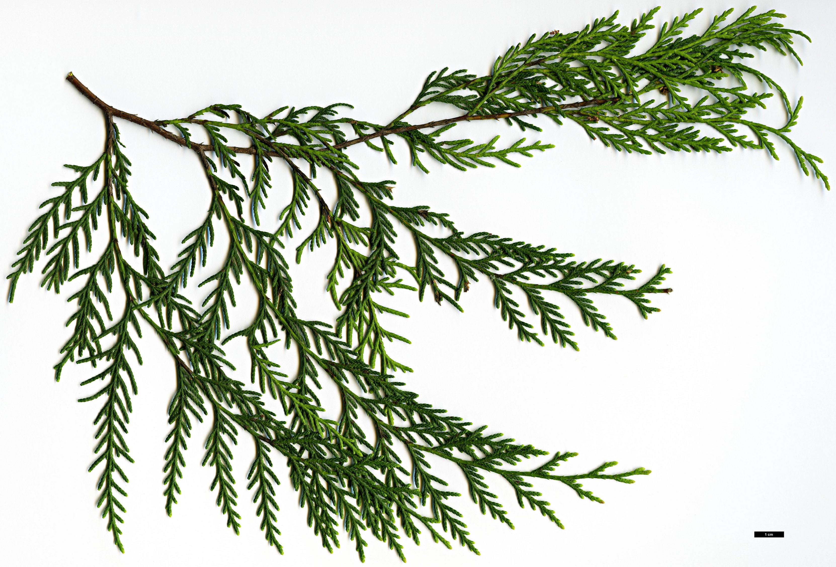 High resolution image: Family: Cupressaceae - Genus: Cupressus - Taxon: funebris