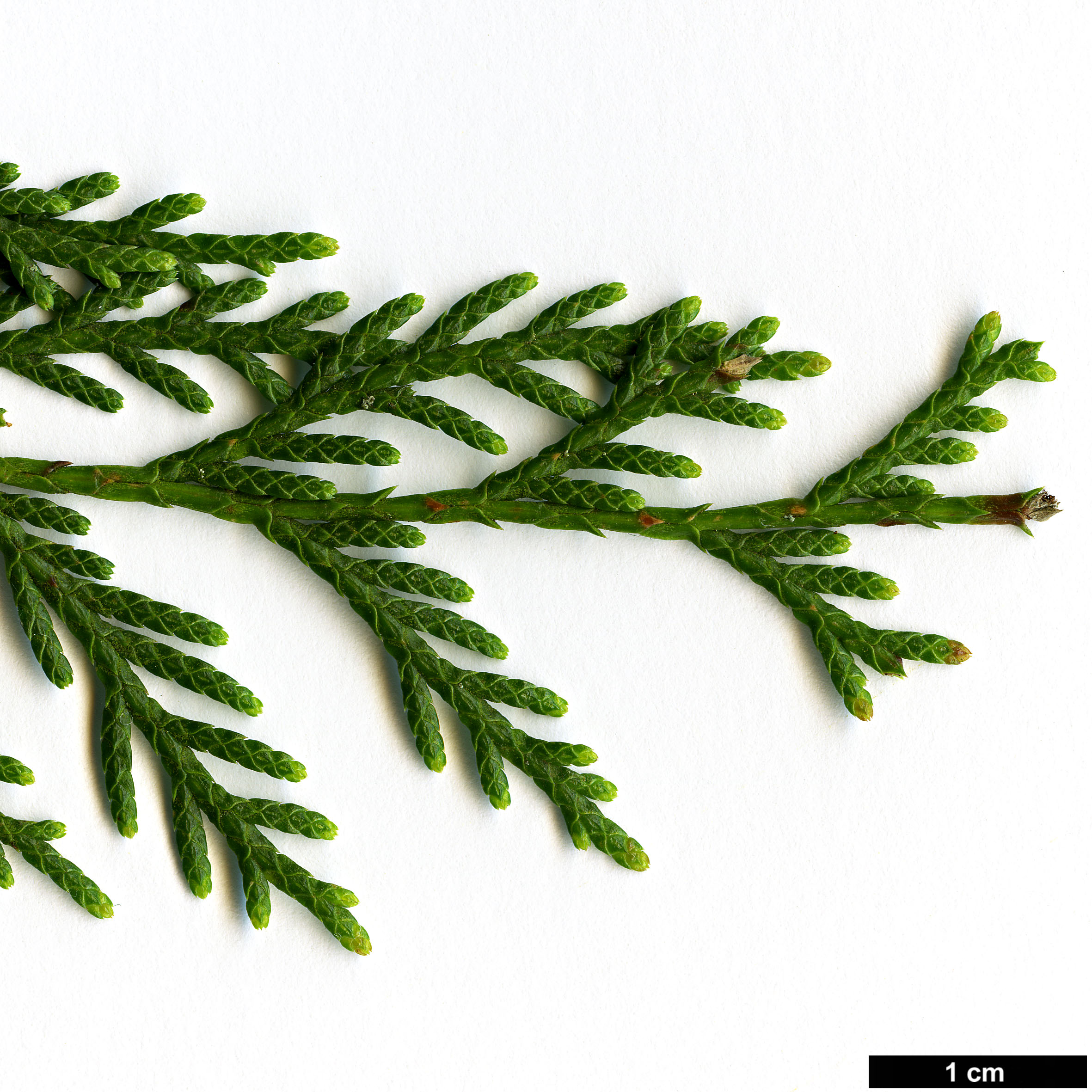 High resolution image: Family: Cupressaceae - Genus: Cupressus - Taxon: funebris