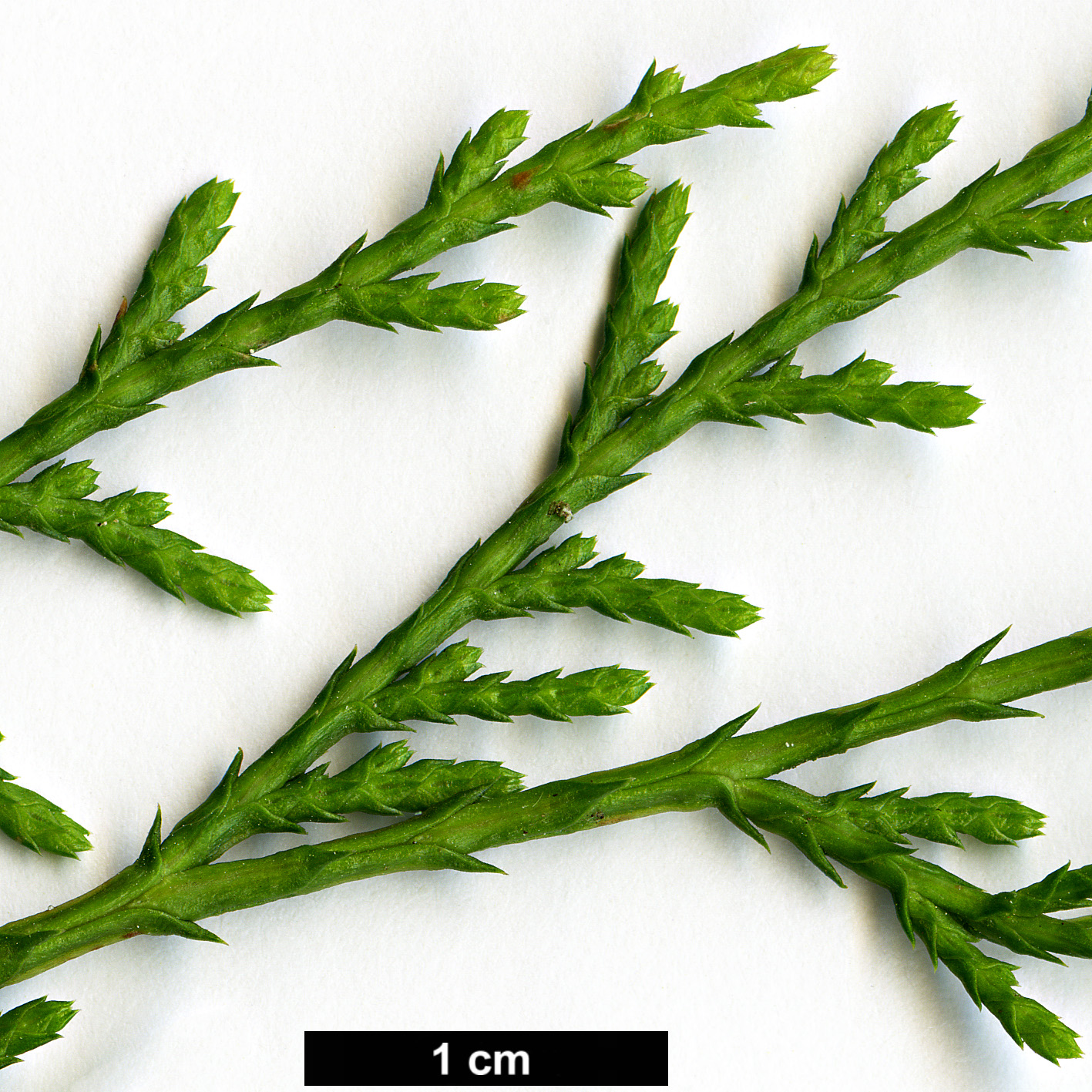 High resolution image: Family: Cupressaceae - Genus: Cupressus - Taxon: funebris