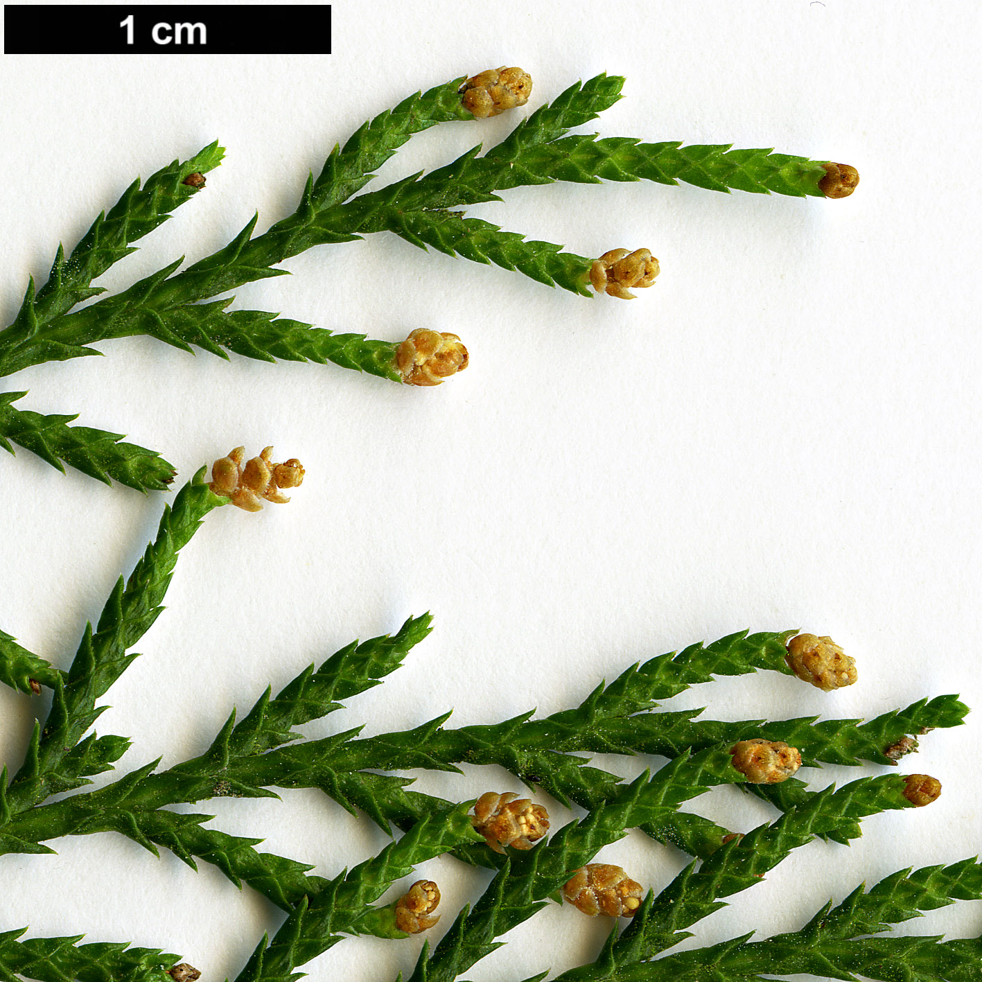 High resolution image: Family: Cupressaceae - Genus: Cupressus - Taxon: funebris