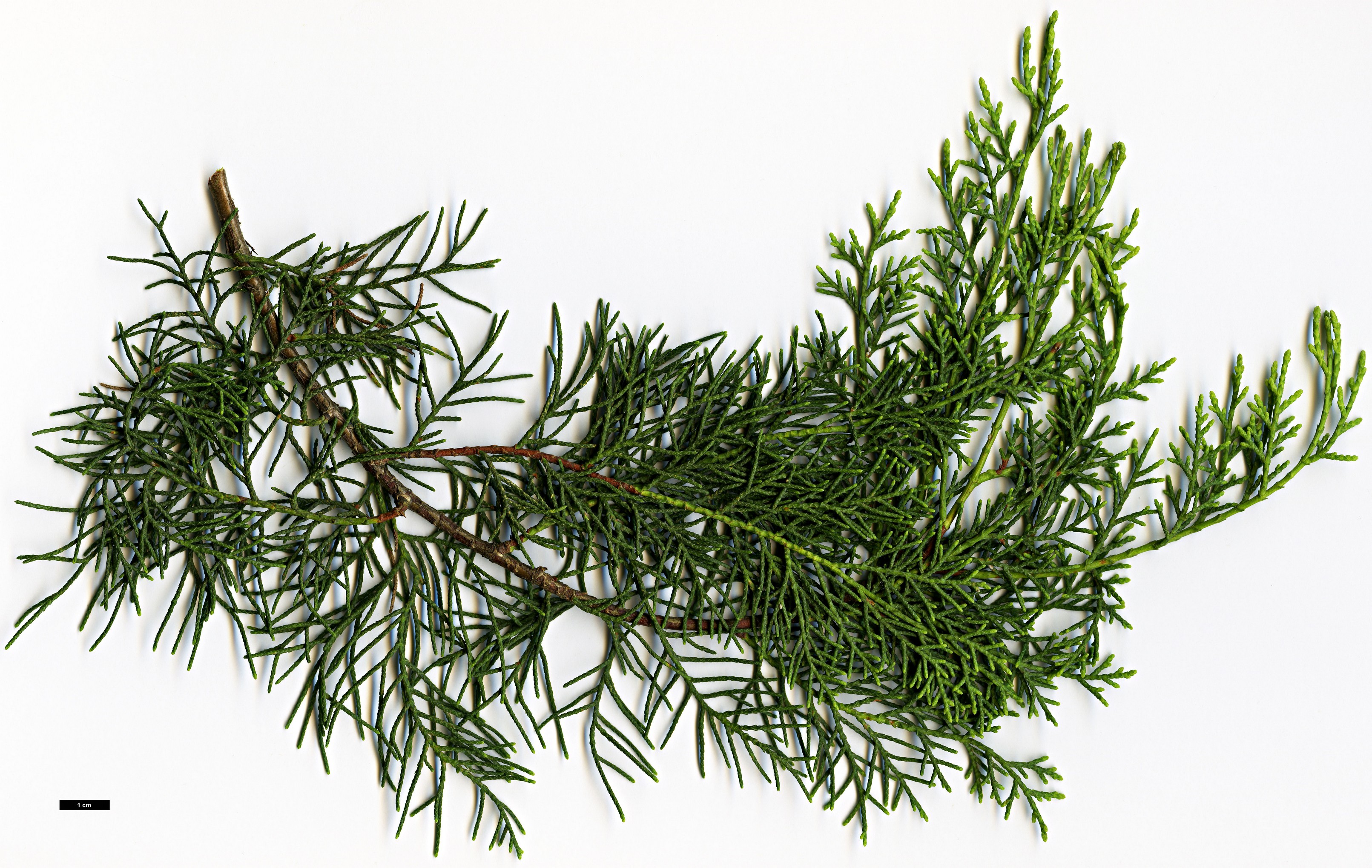 High resolution image: Family: Cupressaceae - Genus: Cupressus - Taxon: guadalupensis