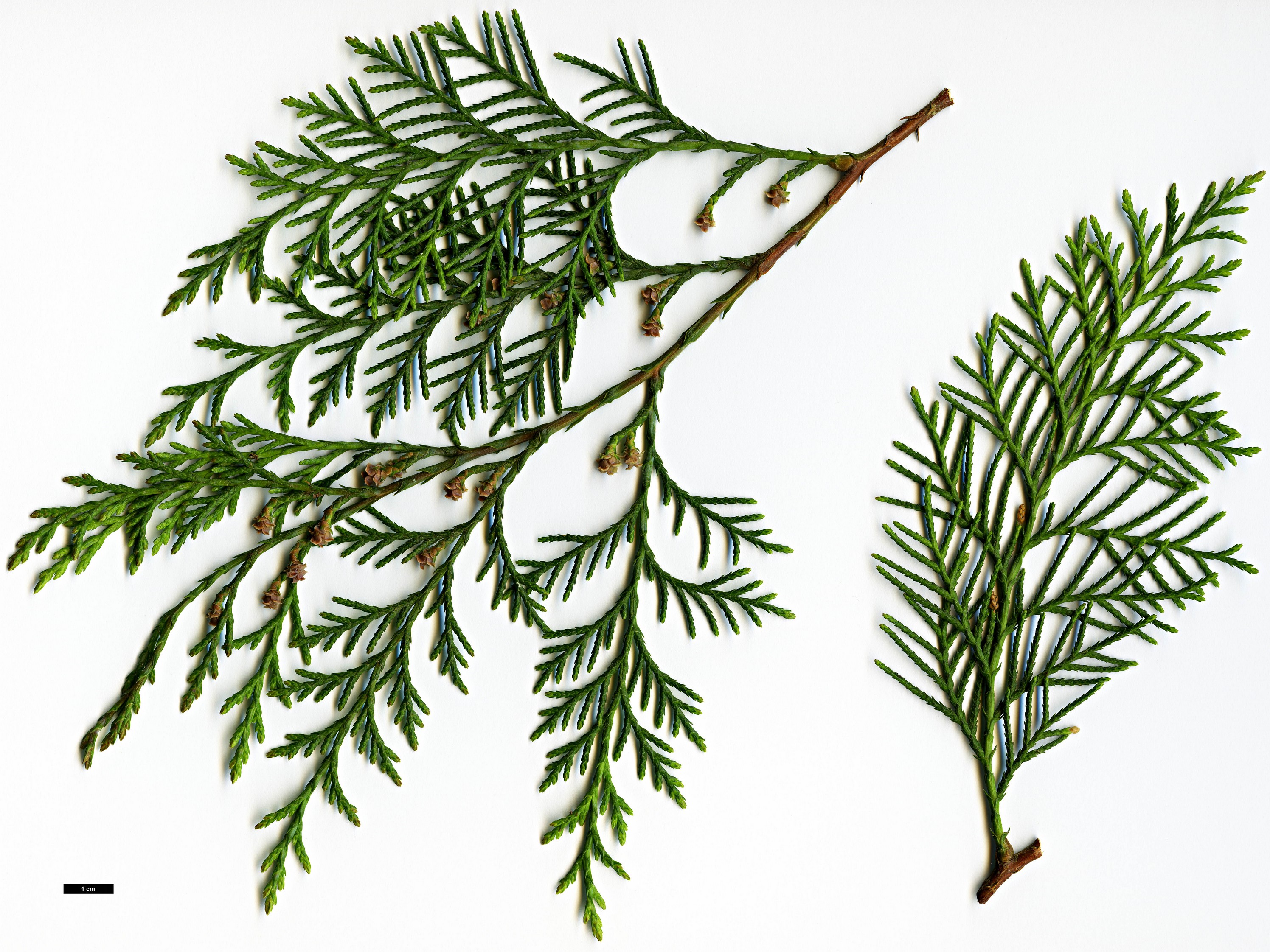 High resolution image: Family: Cupressaceae - Genus: Cupressus - Taxon: lusitanica