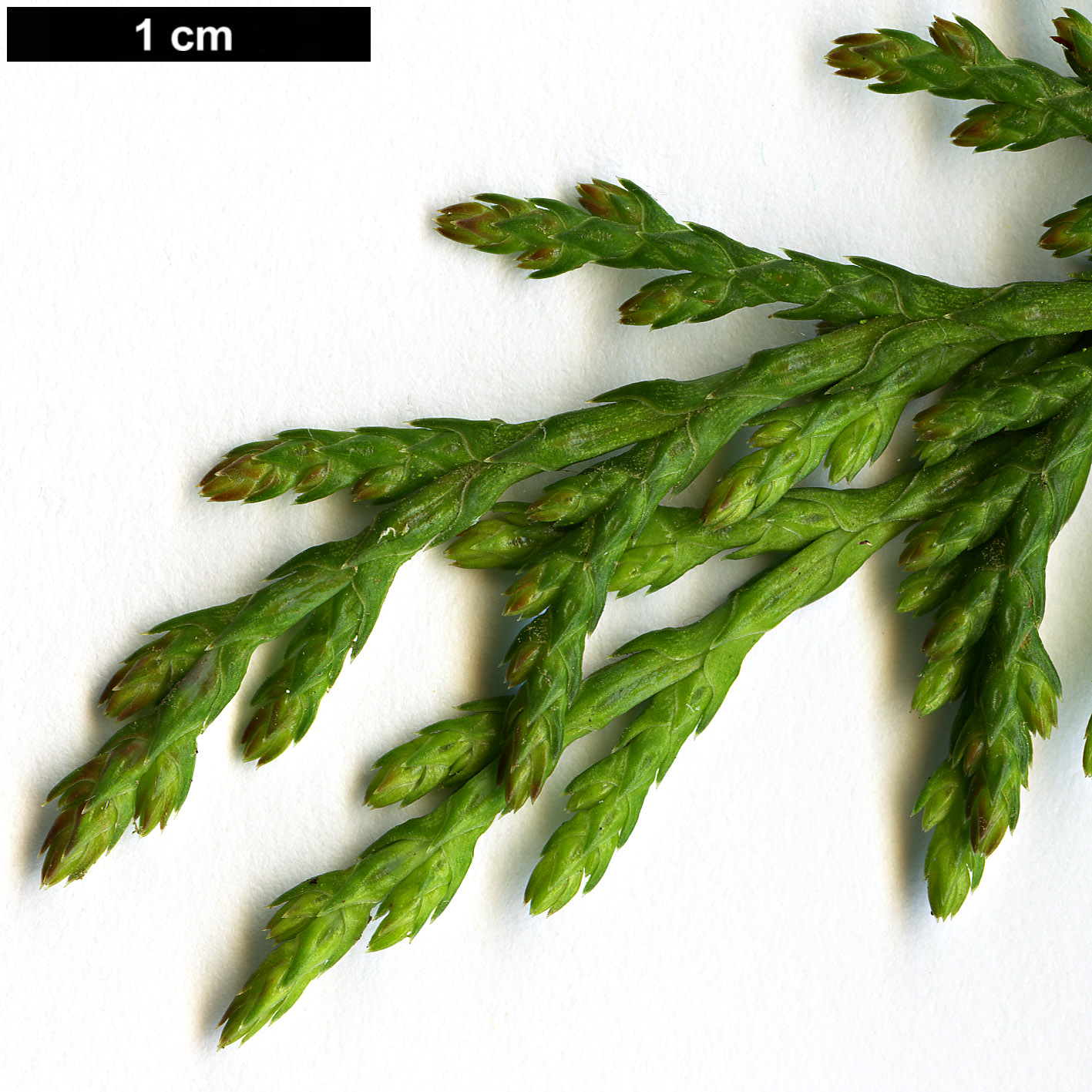 High resolution image: Family: Cupressaceae - Genus: Cupressus - Taxon: lusitanica