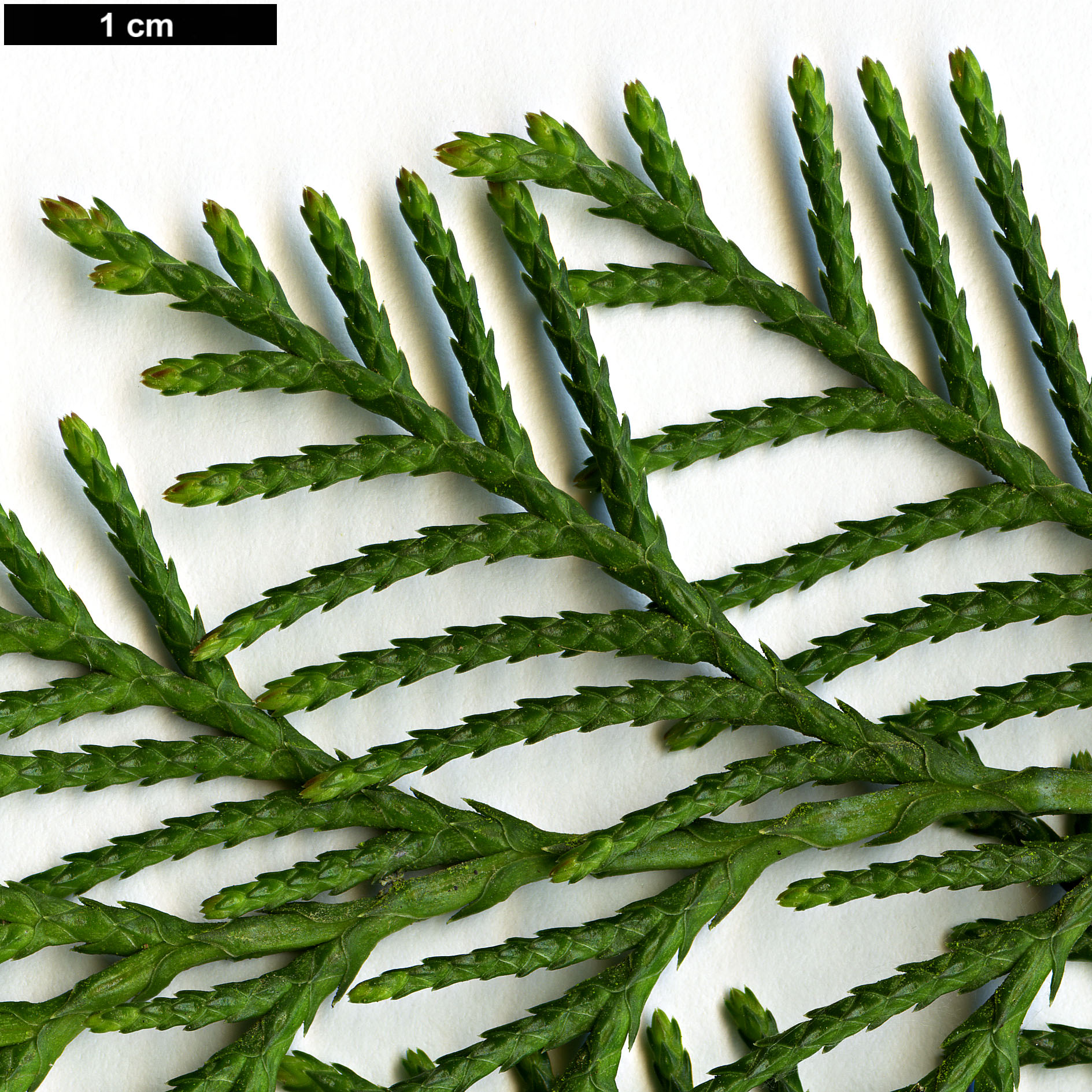 High resolution image: Family: Cupressaceae - Genus: Cupressus - Taxon: lusitanica