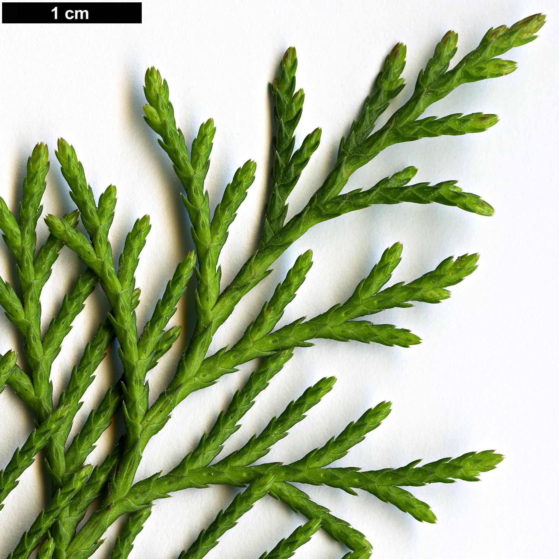 High resolution image: Family: Cupressaceae - Genus: Cupressus - Taxon: lusitanica