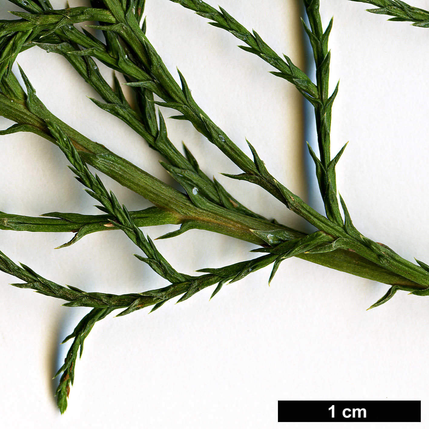 High resolution image: Family: Cupressaceae - Genus: Cupressus - Taxon: lusitanica