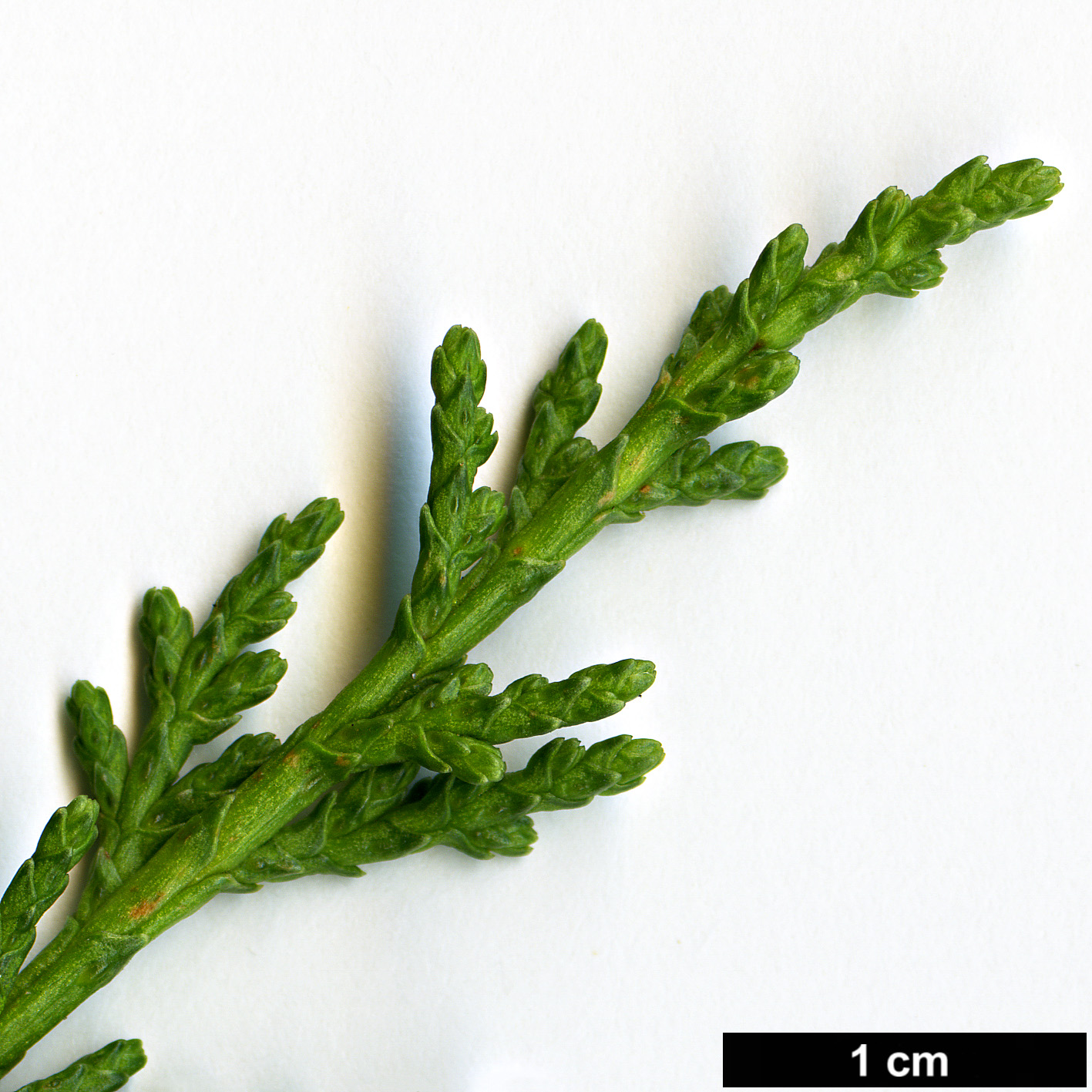 High resolution image: Family: Cupressaceae - Genus: Cupressus - Taxon: macrocarpa