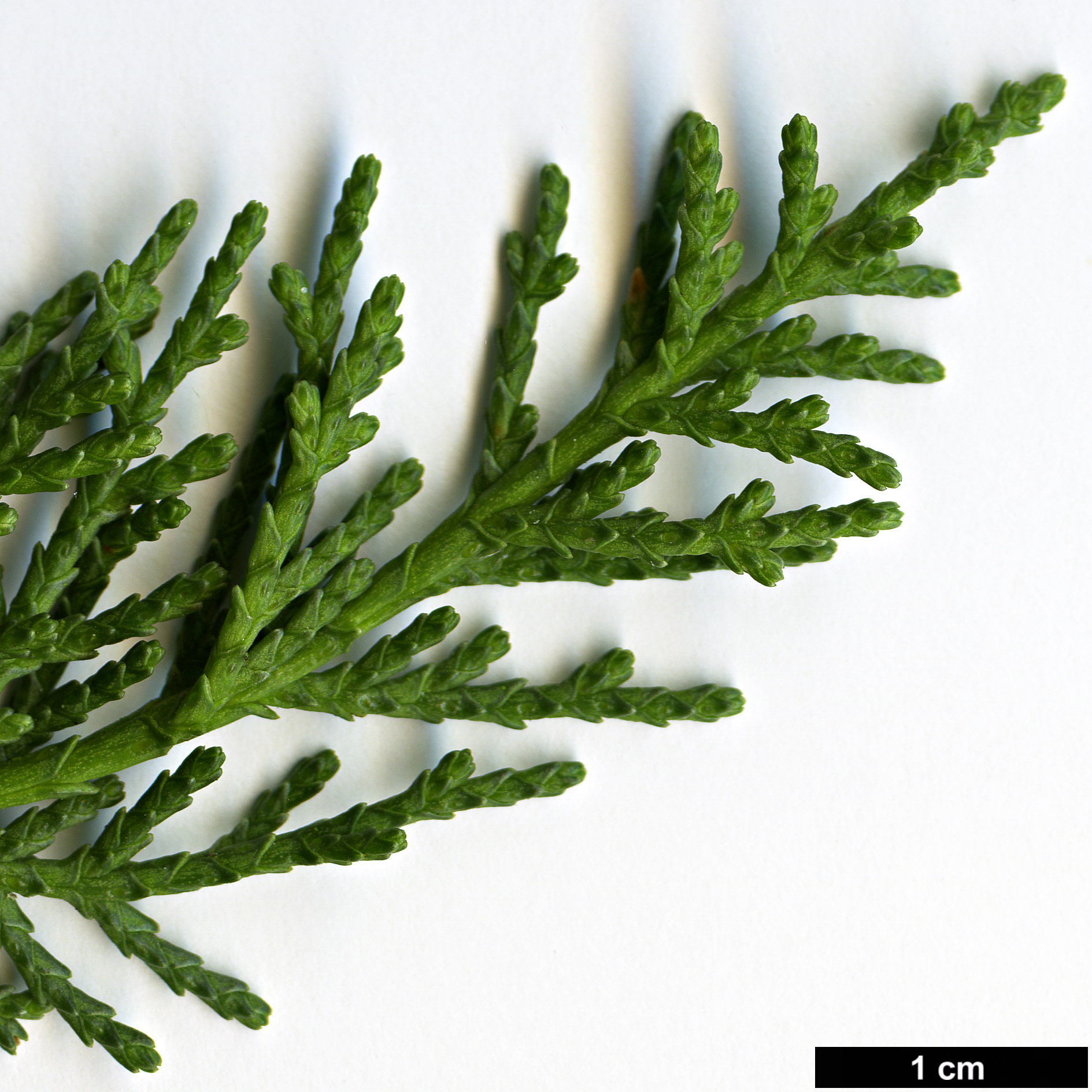 High resolution image: Family: Cupressaceae - Genus: Cupressus - Taxon: macrocarpa