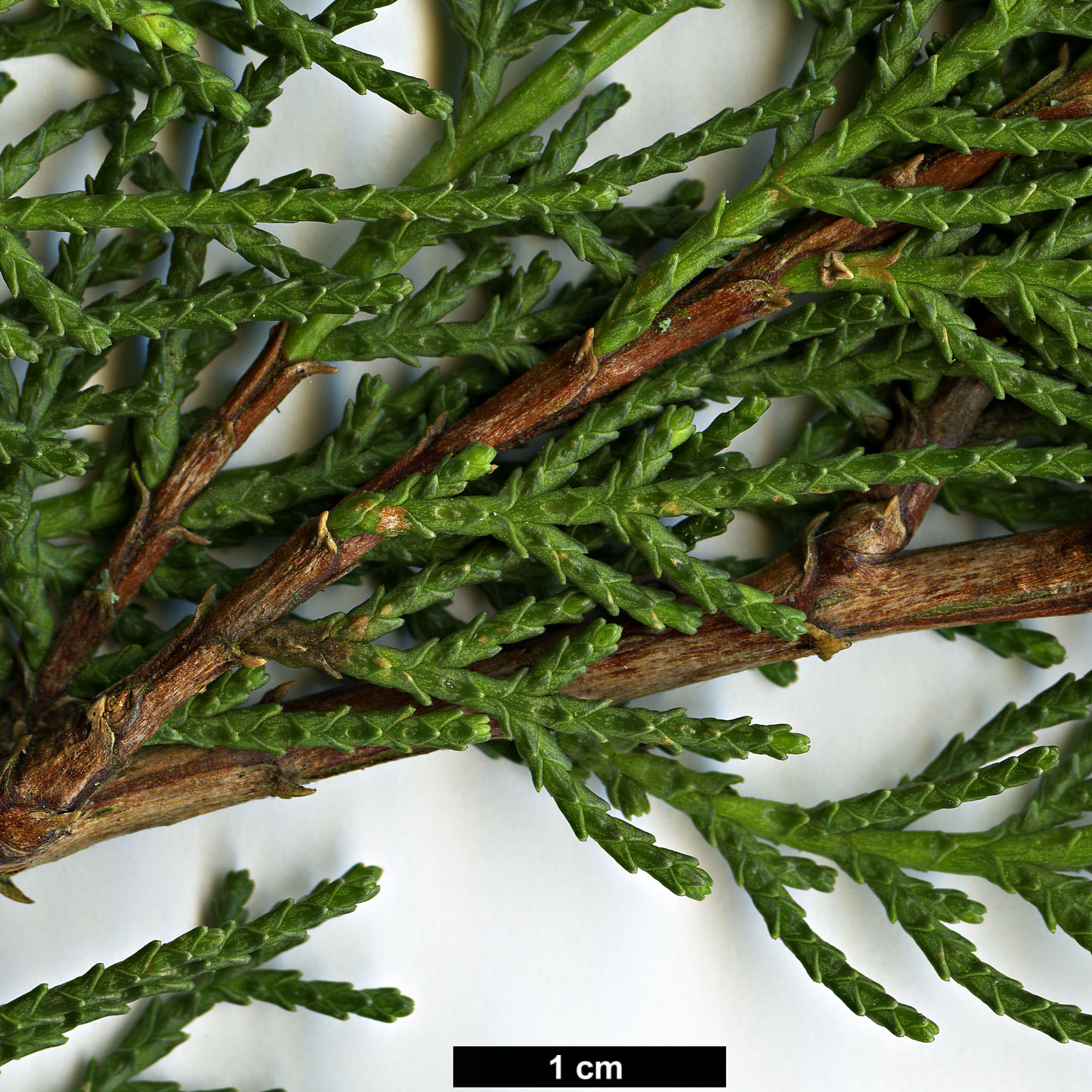 High resolution image: Family: Cupressaceae - Genus: Cupressus - Taxon: macrocarpa