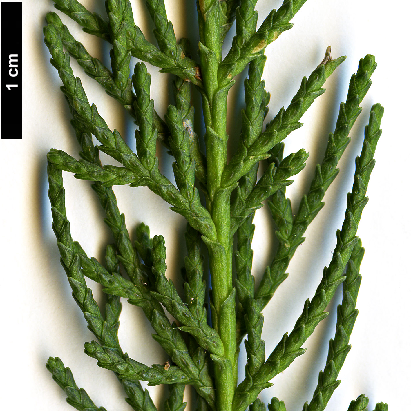 High resolution image: Family: Cupressaceae - Genus: Cupressus - Taxon: macrocarpa