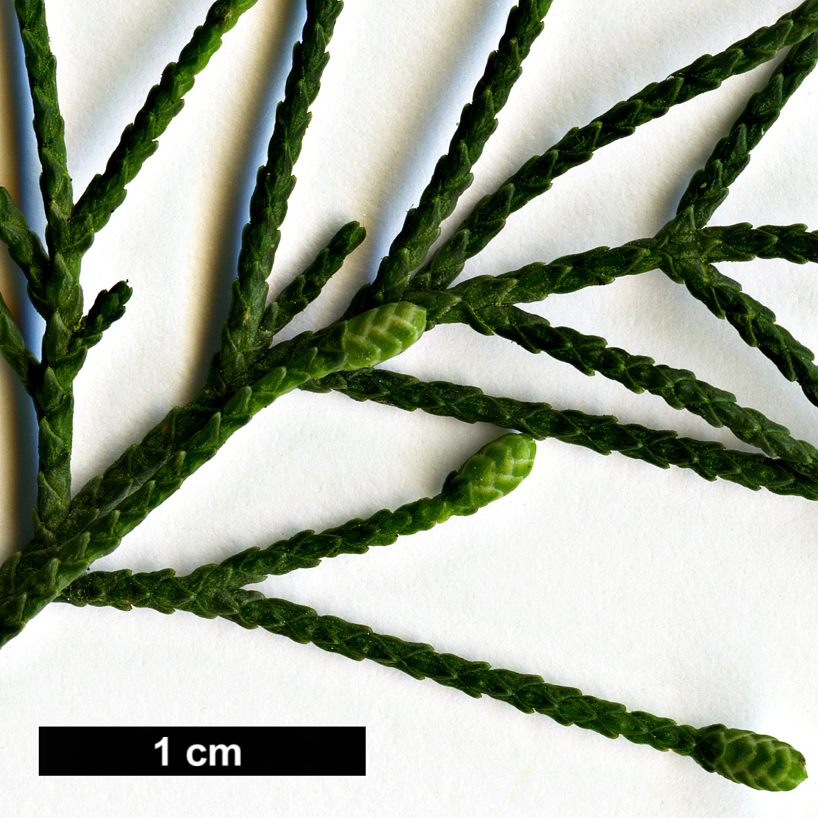 High resolution image: Family: Cupressaceae - Genus: Cupressus - Taxon: sempervirens