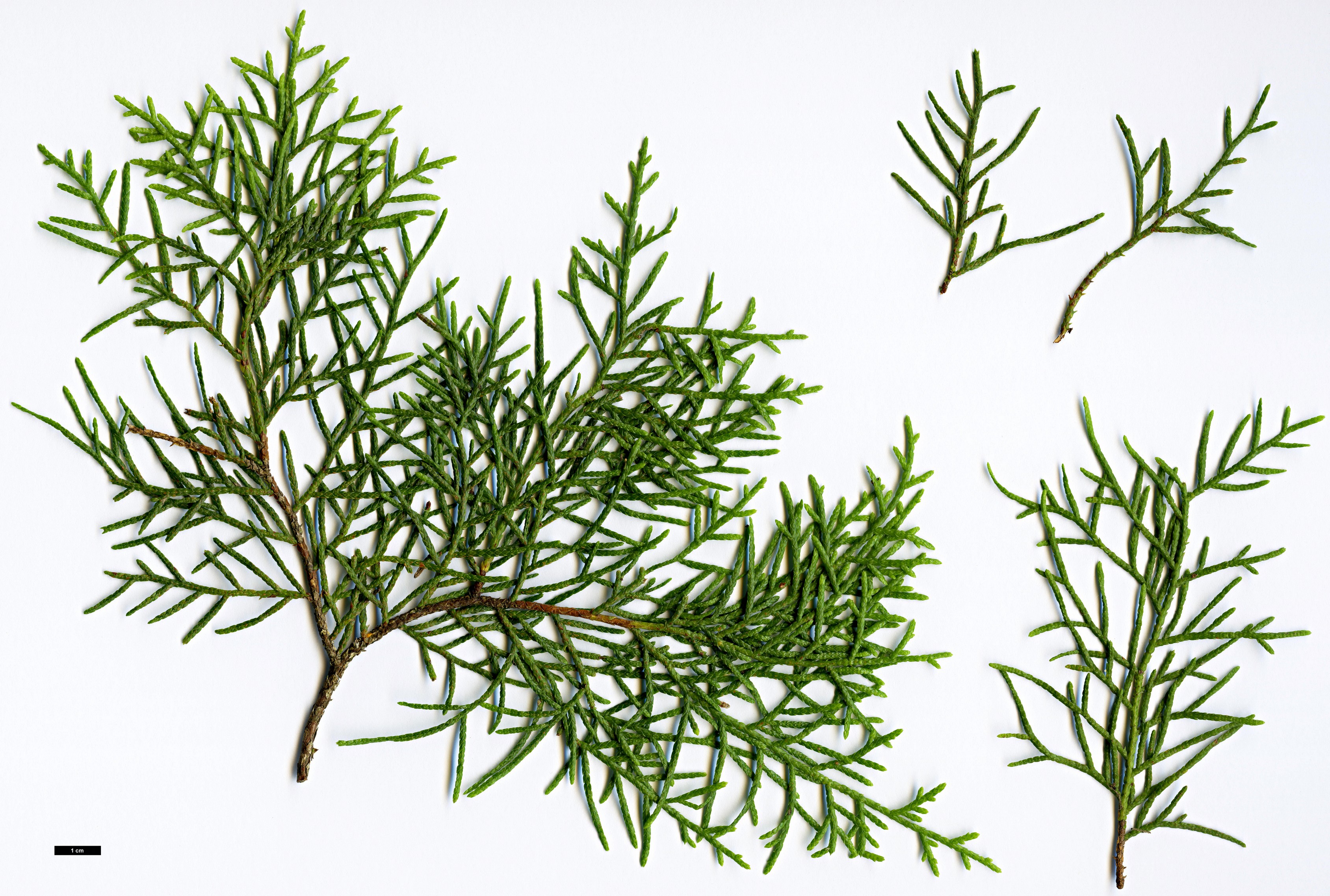 High resolution image: Family: Cupressaceae - Genus: Cupressus - Taxon: tonkinensis