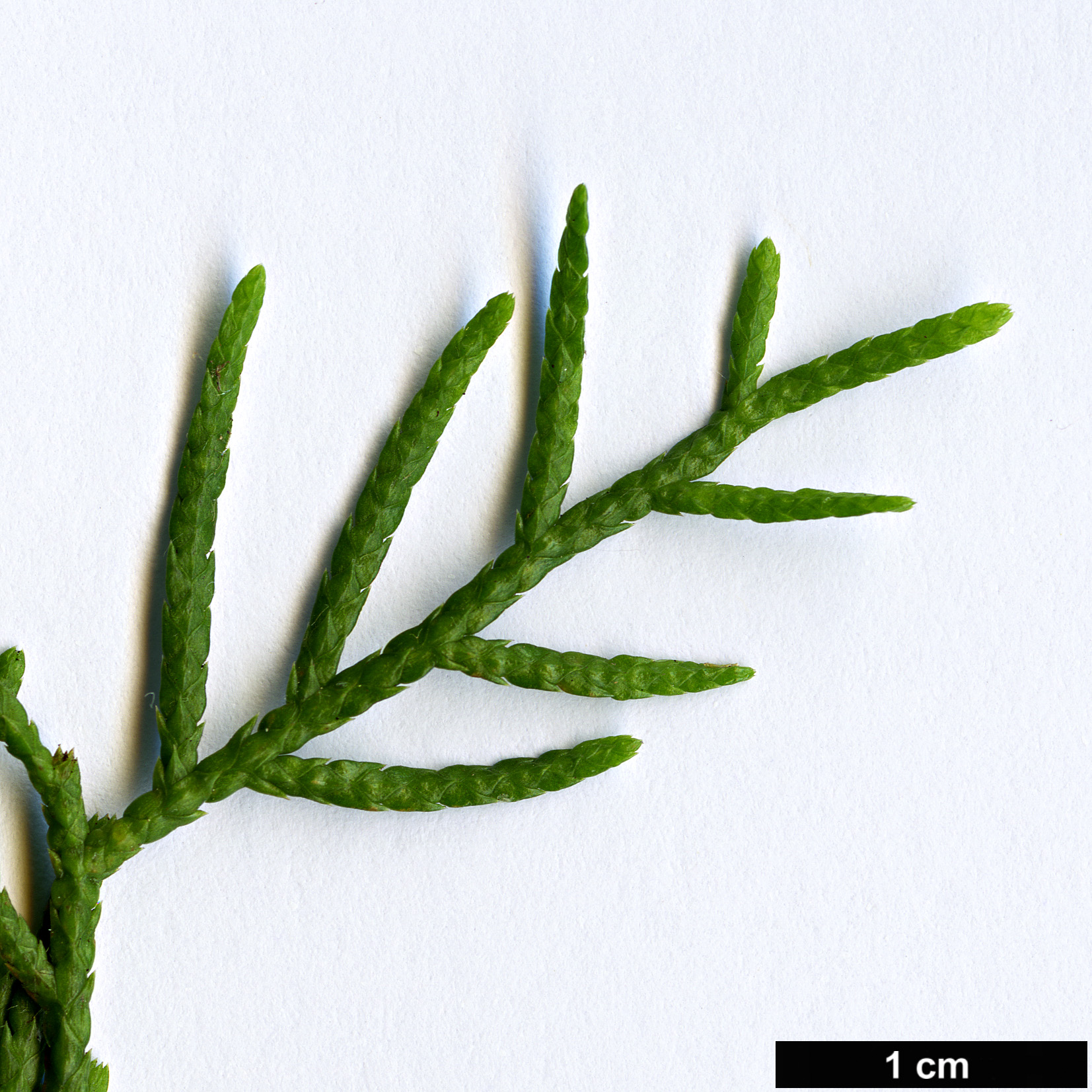 High resolution image: Family: Cupressaceae - Genus: Cupressus - Taxon: tonkinensis