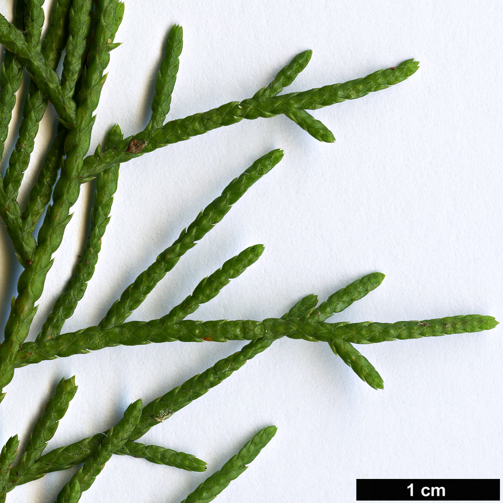 High resolution image: Family: Cupressaceae - Genus: Cupressus - Taxon: tonkinensis