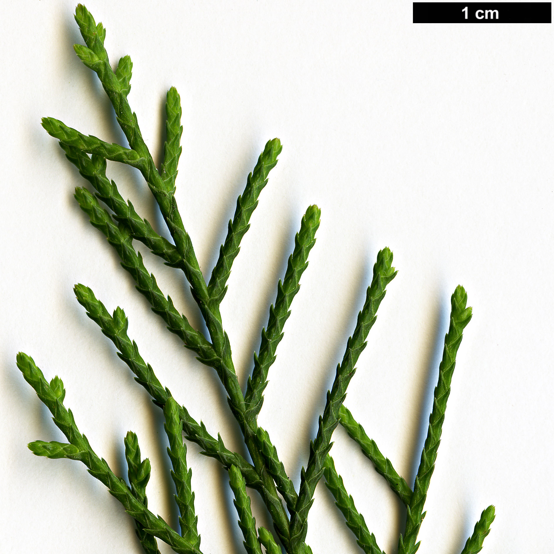 High resolution image: Family: Cupressaceae - Genus: Cupressus - Taxon: torulosa