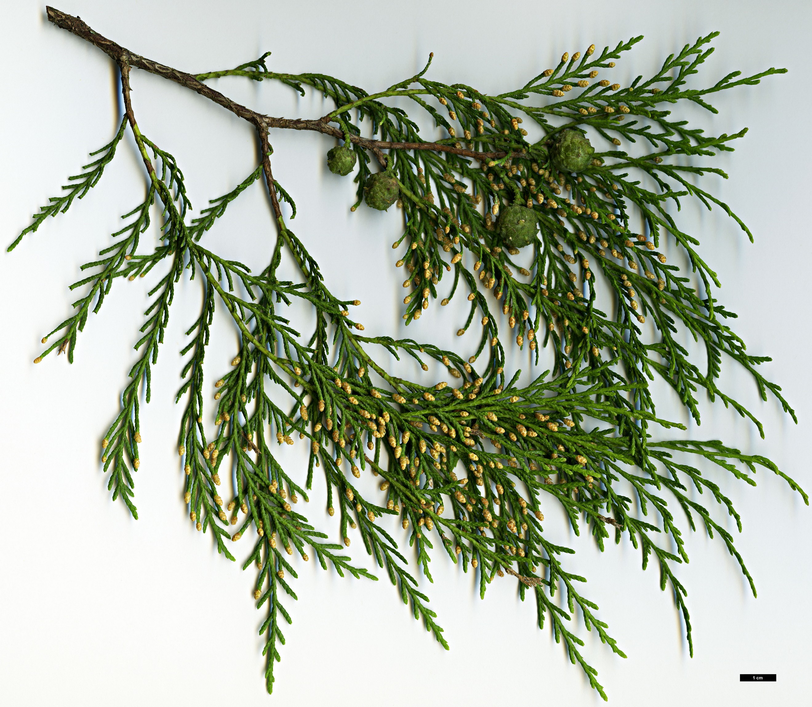 High resolution image: Family: Cupressaceae - Genus: Cupressus - Taxon: torulosa