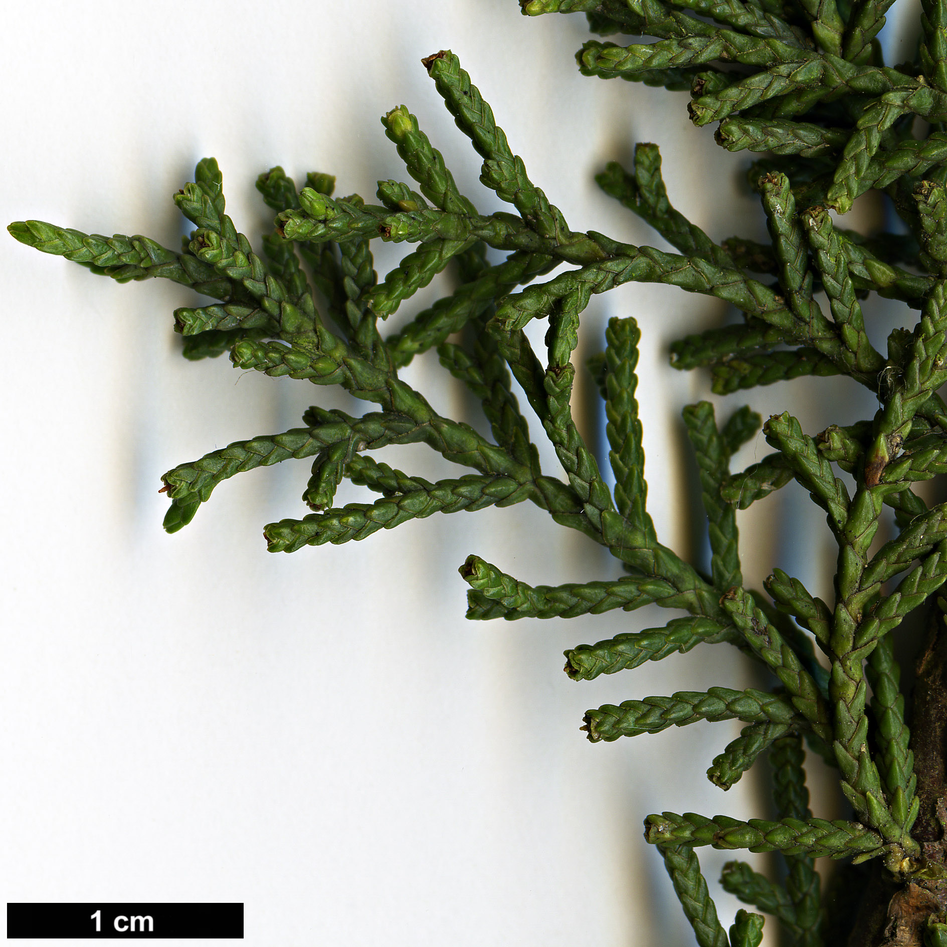 High resolution image: Family: Cupressaceae - Genus: Diselma - Taxon: archeri