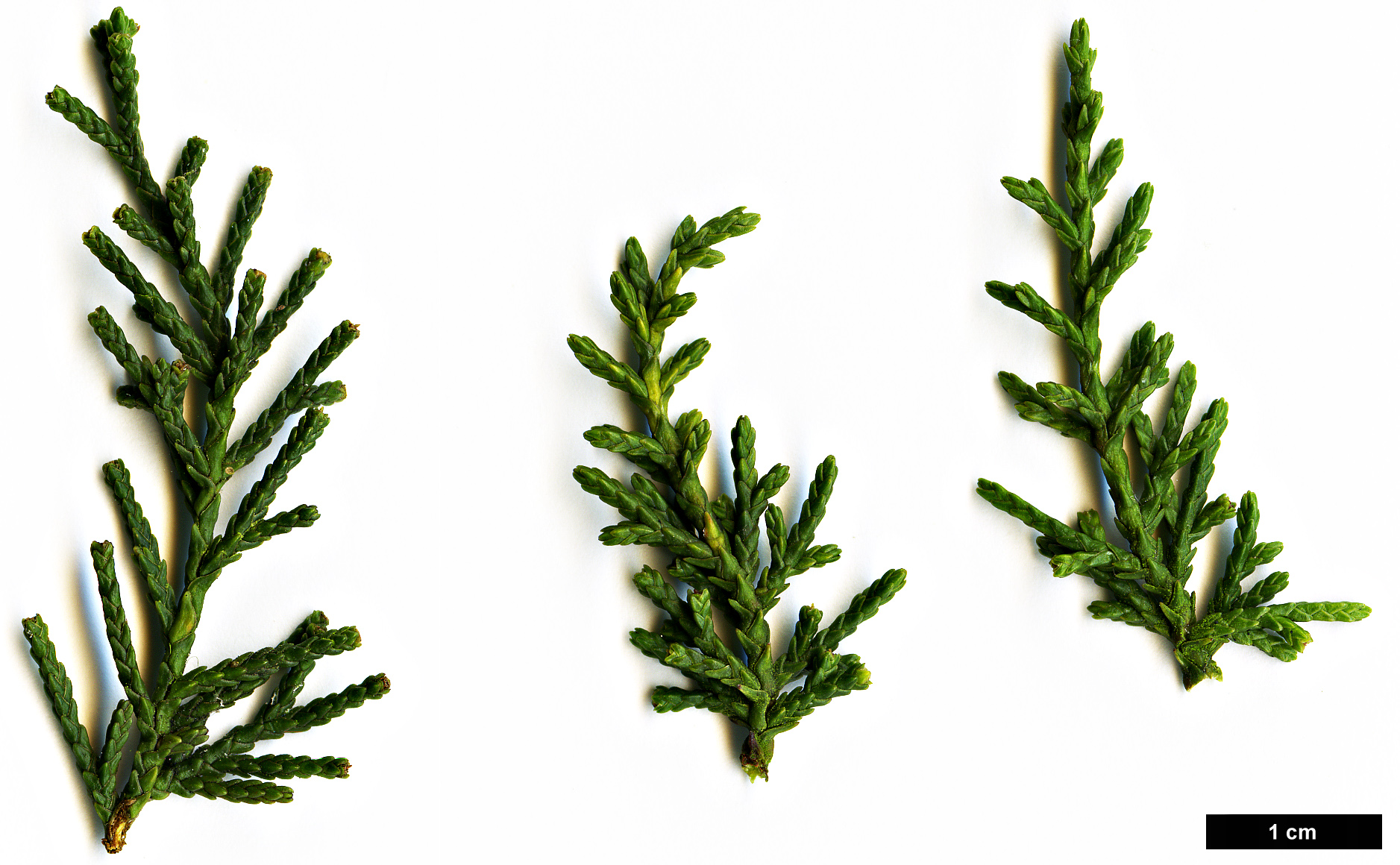 High resolution image: Family: Cupressaceae - Genus: Diselma - Taxon: archeri