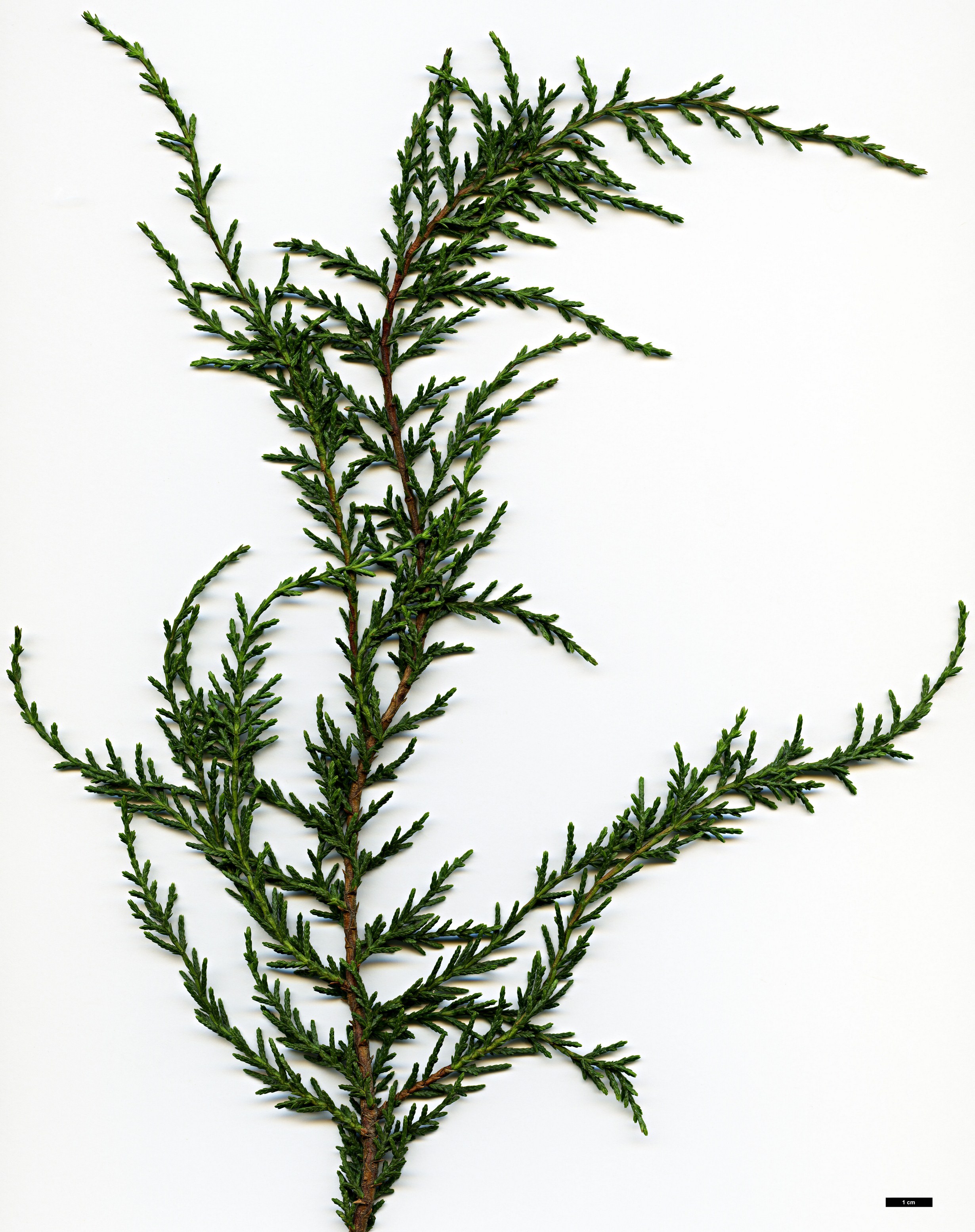 High resolution image: Family: Cupressaceae - Genus: Diselma - Taxon: archeri