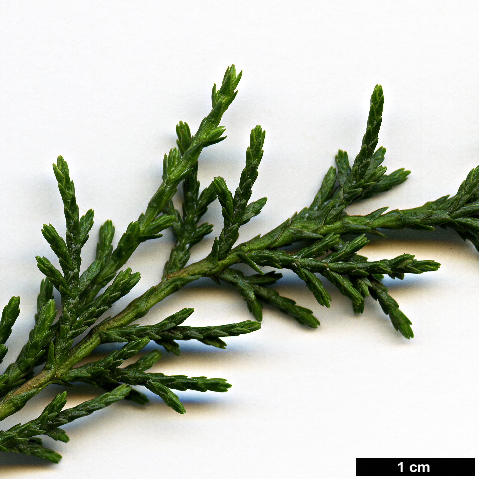 High resolution image: Family: Cupressaceae - Genus: Diselma - Taxon: archeri