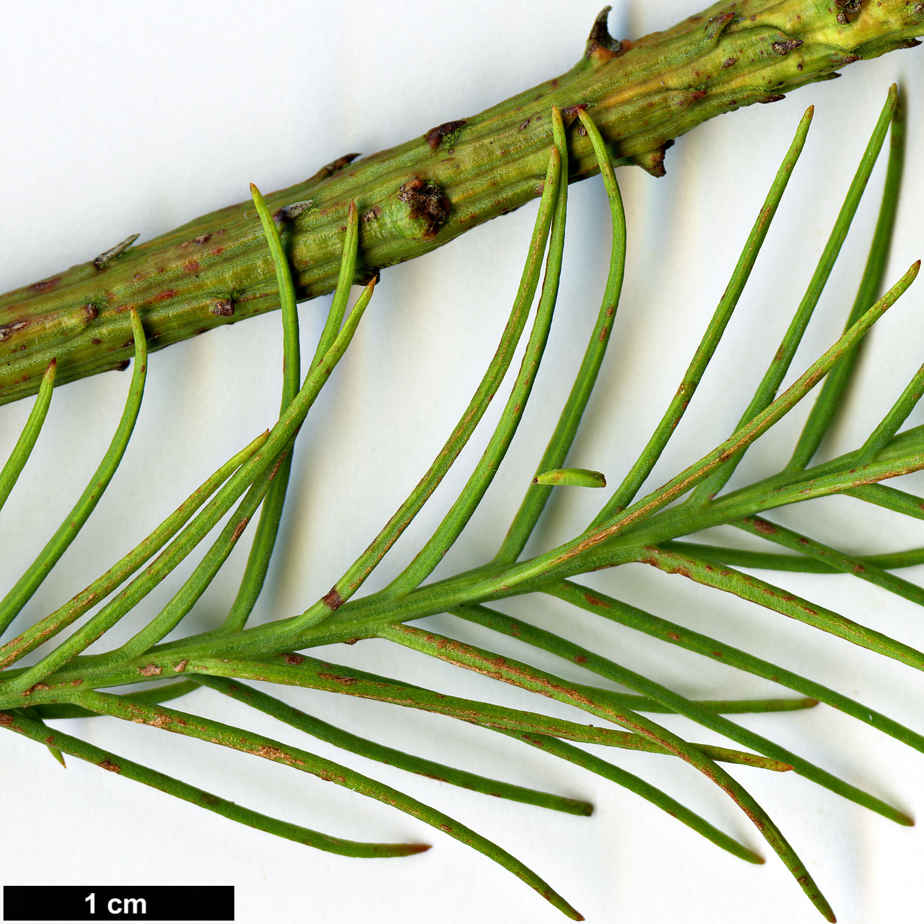 High resolution image: Family: Cupressaceae - Genus: Glyptostrobus - Taxon: pensilis
