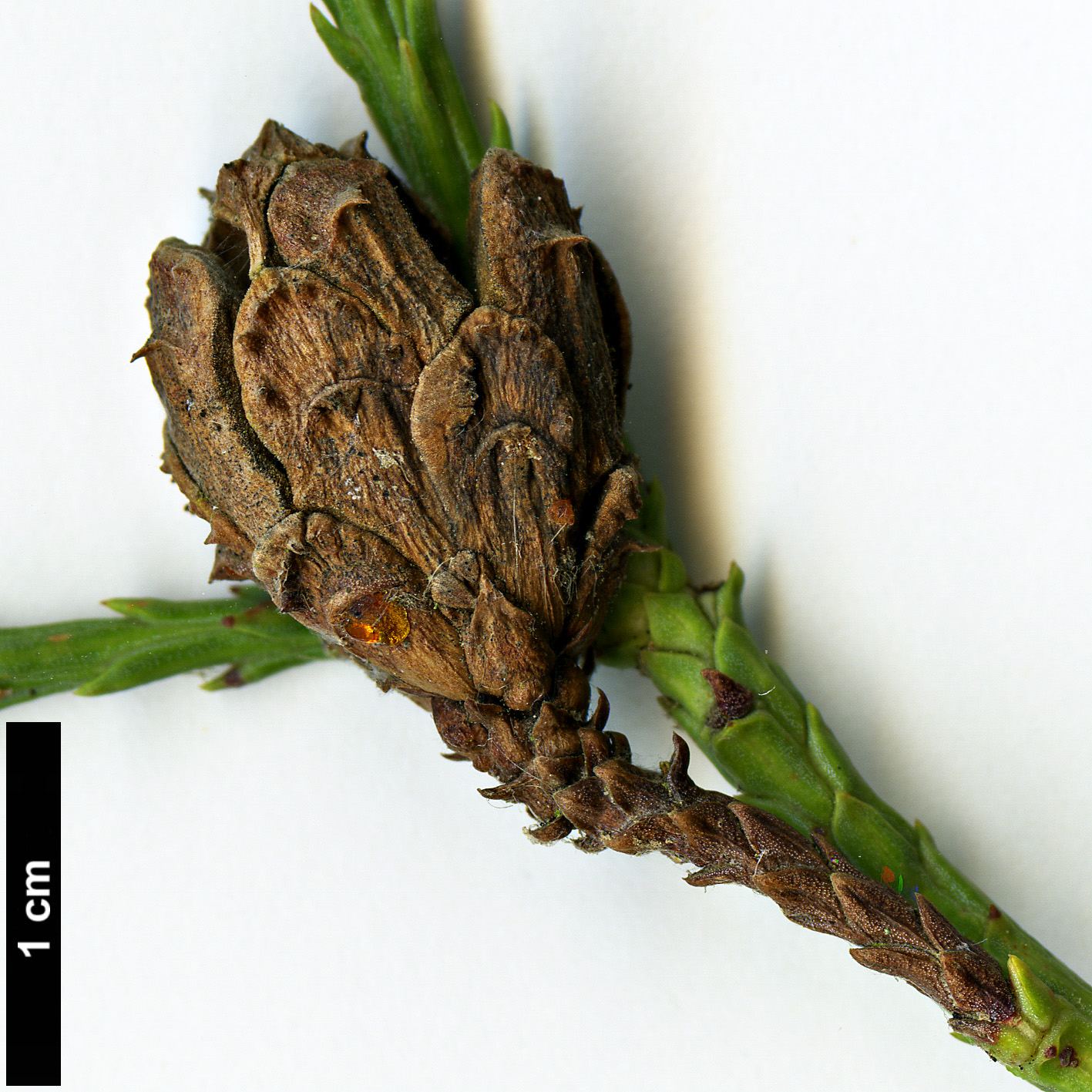 High resolution image: Family: Cupressaceae - Genus: Glyptostrobus - Taxon: pensilis