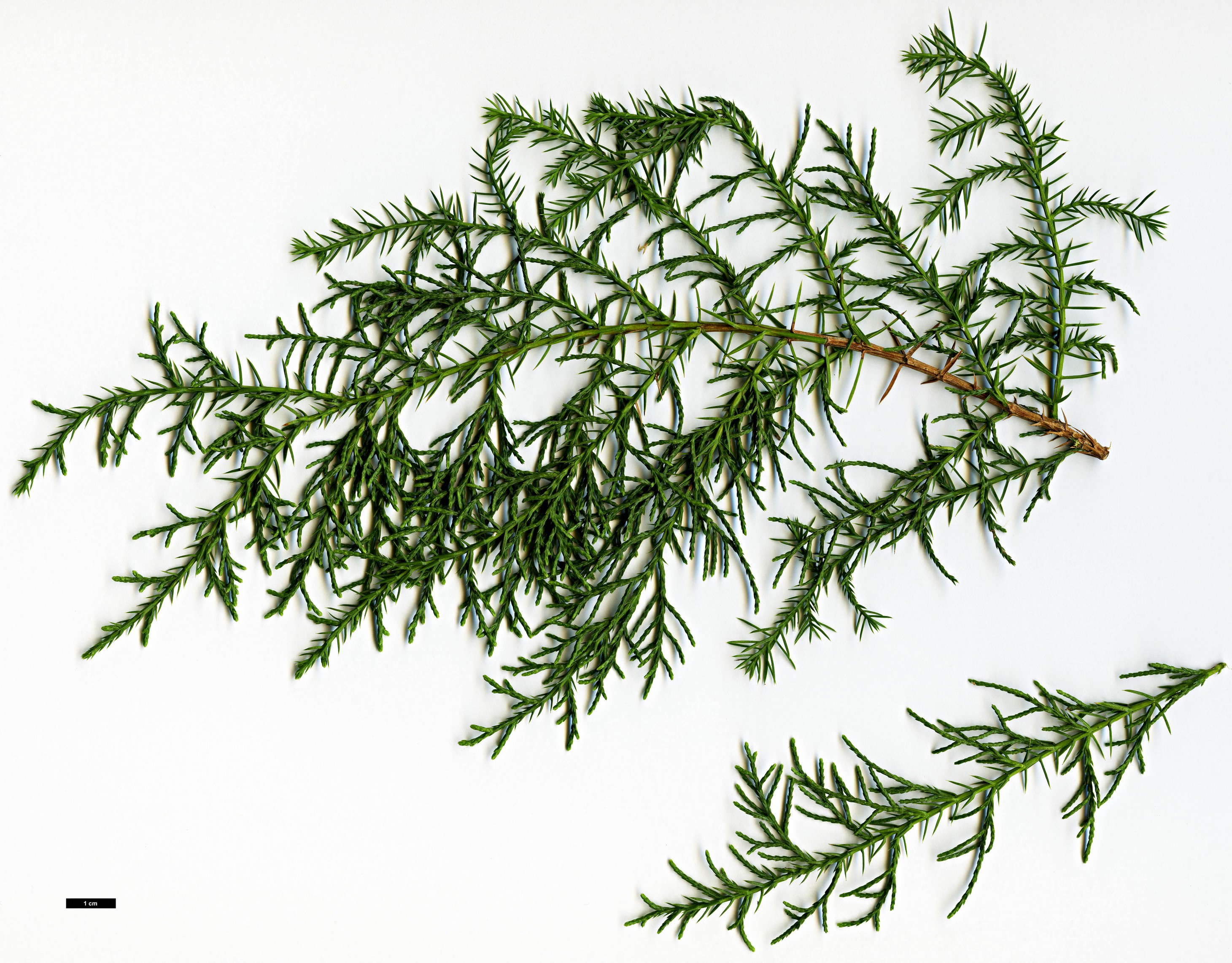 High resolution image: Family: Cupressaceae - Genus: Juniperus - Taxon: angosturana