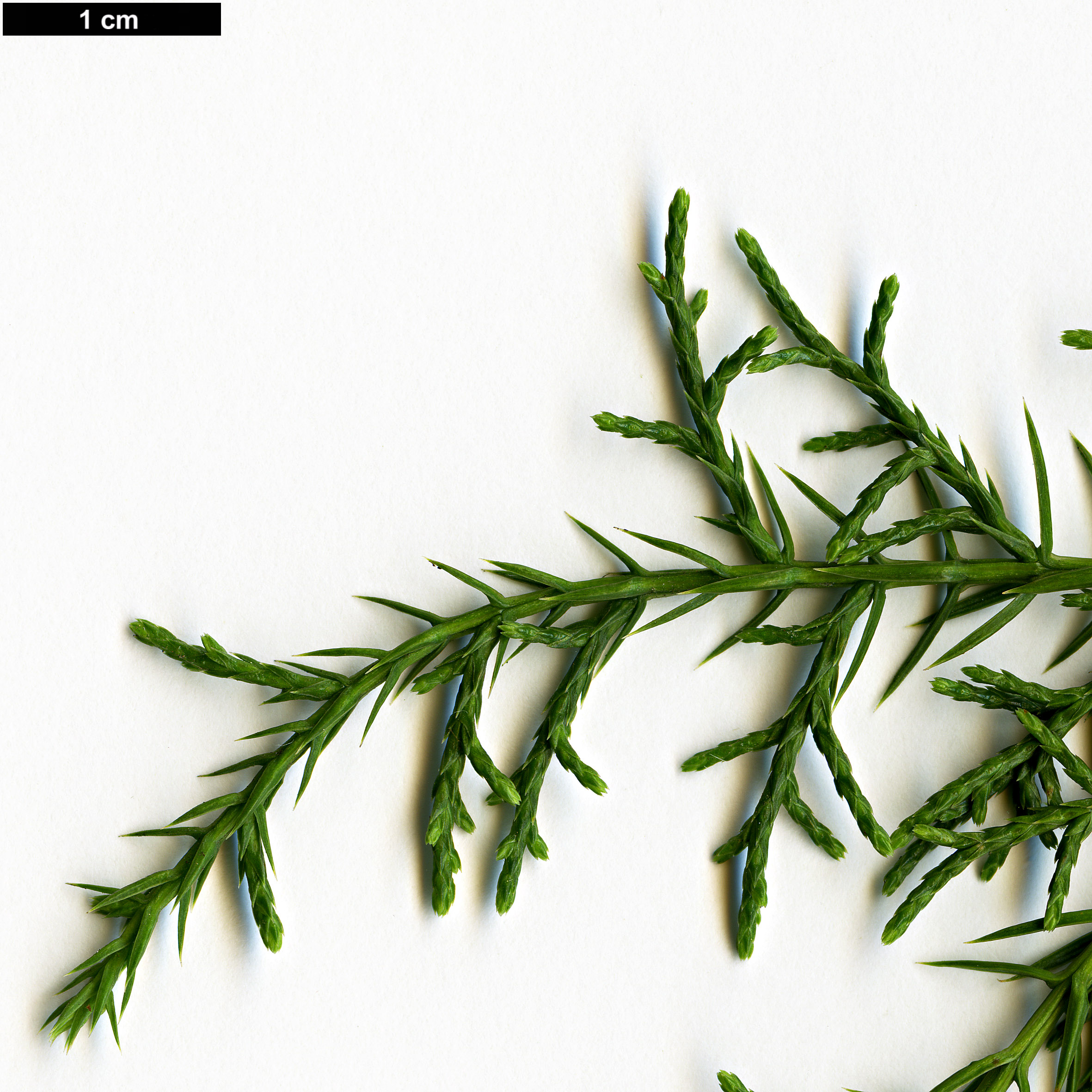 High resolution image: Family: Cupressaceae - Genus: Juniperus - Taxon: angosturana
