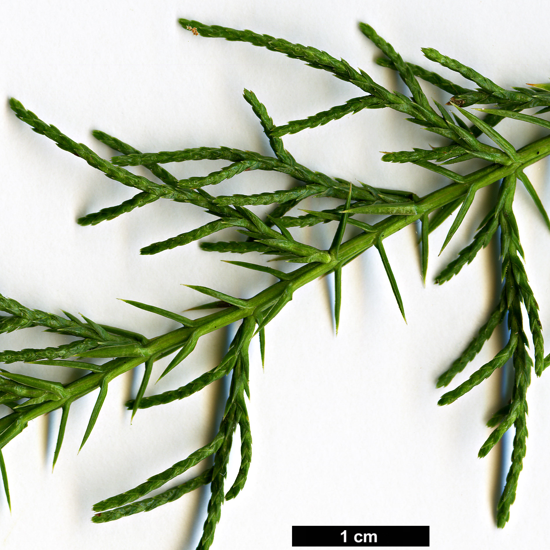 High resolution image: Family: Cupressaceae - Genus: Juniperus - Taxon: angosturana