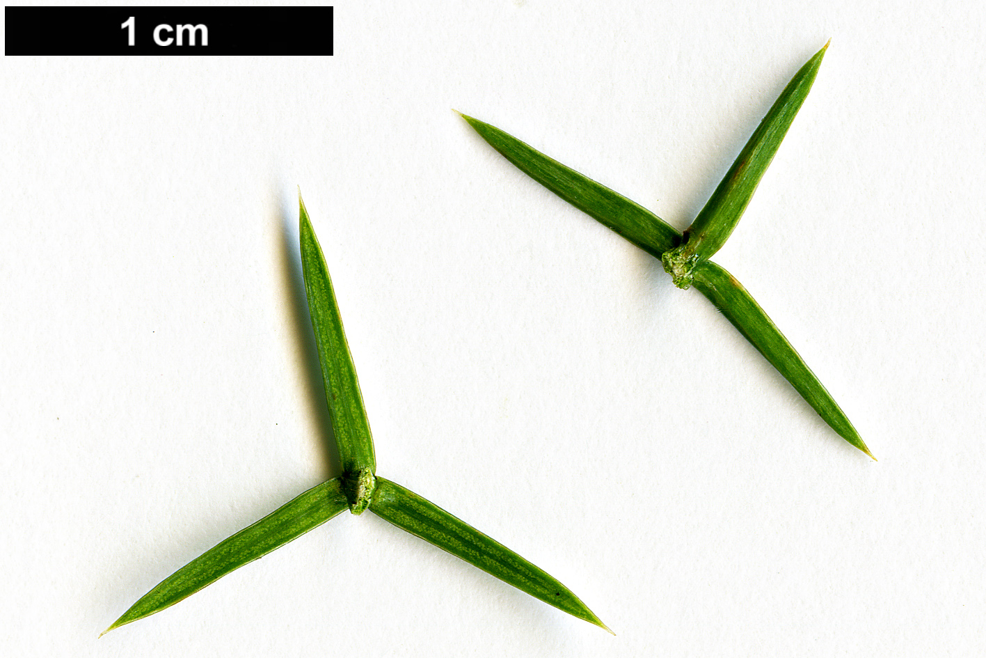 High resolution image: Family: Cupressaceae - Genus: Juniperus - Taxon: angosturana