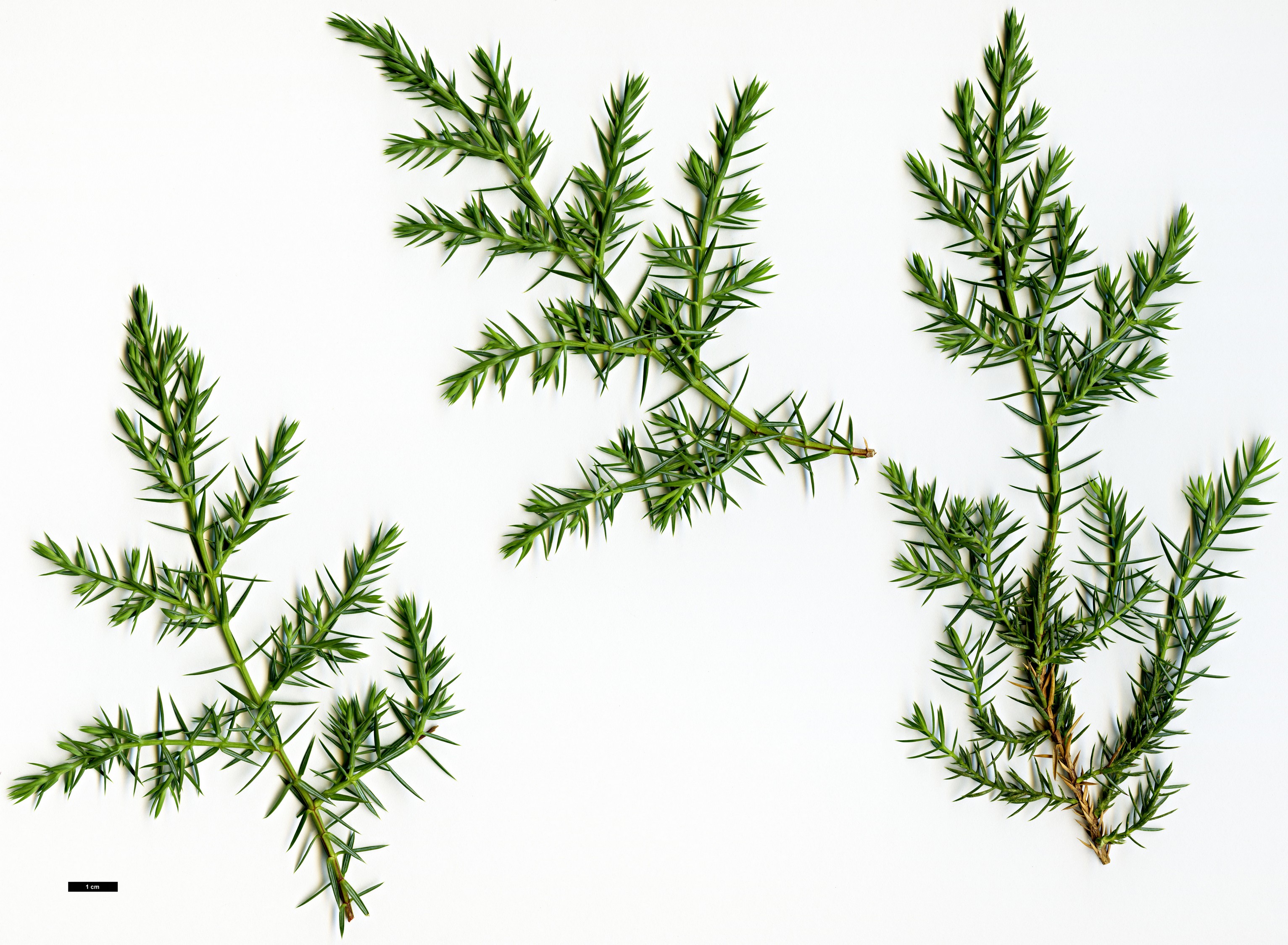 High resolution image: Family: Cupressaceae - Genus: Juniperus - Taxon: barbadensis