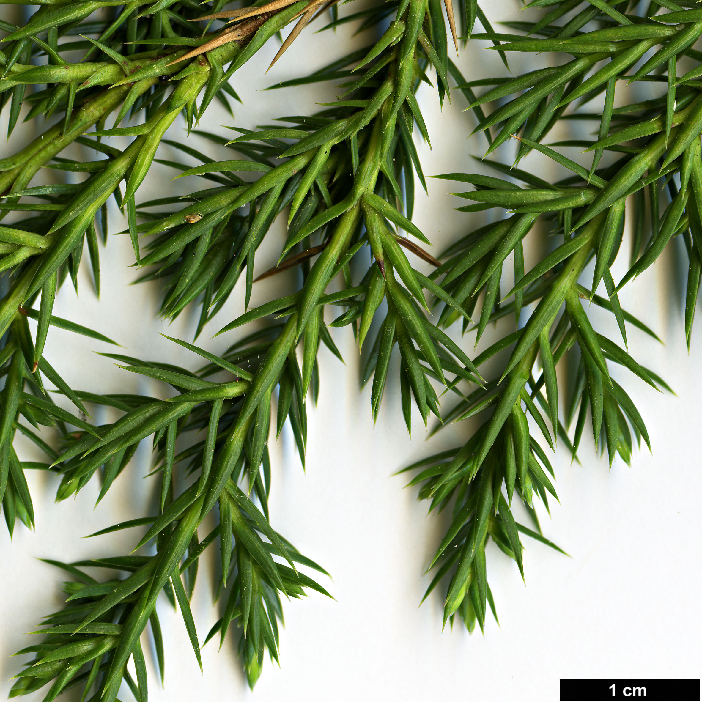 High resolution image: Family: Cupressaceae - Genus: Juniperus - Taxon: bermudiana